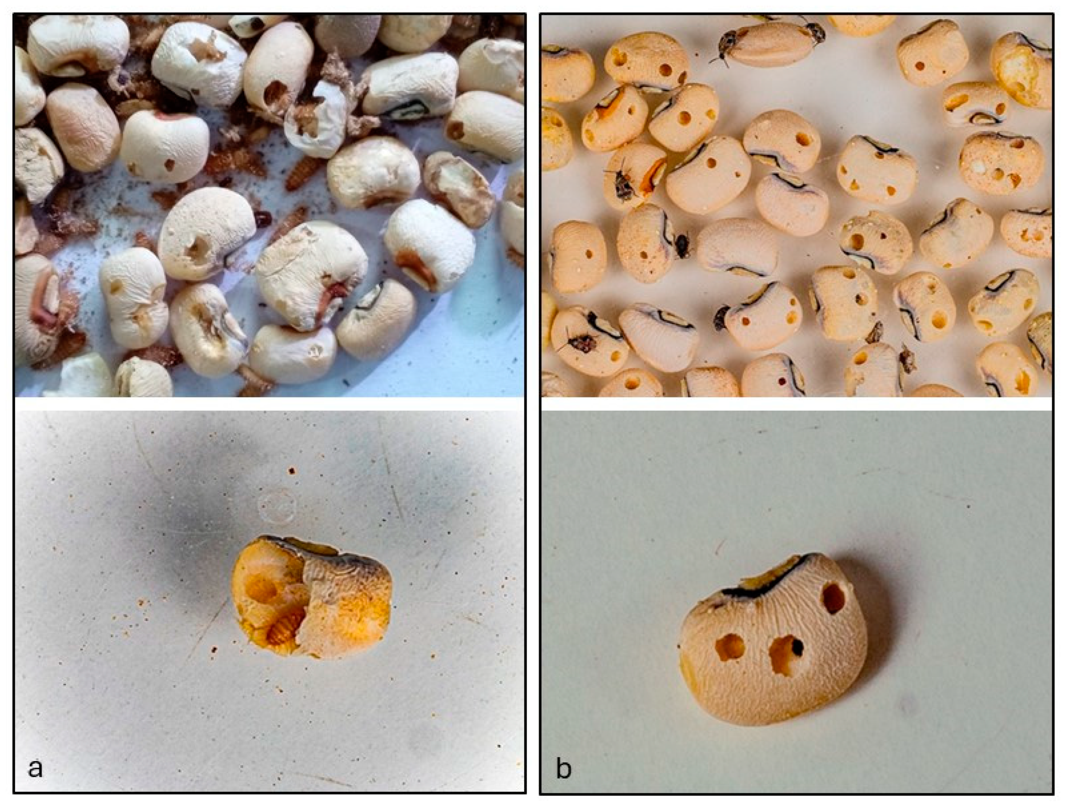 Insects 16 00196 g001