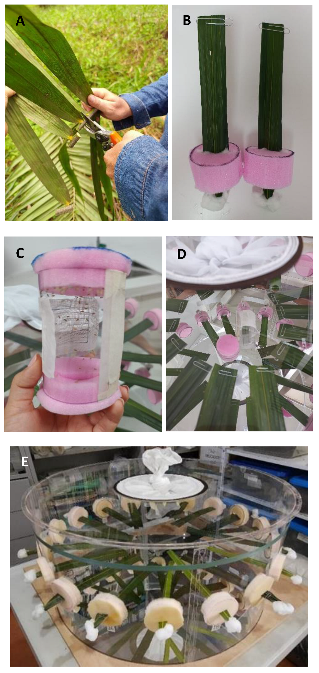 Insects 16 00197 g001