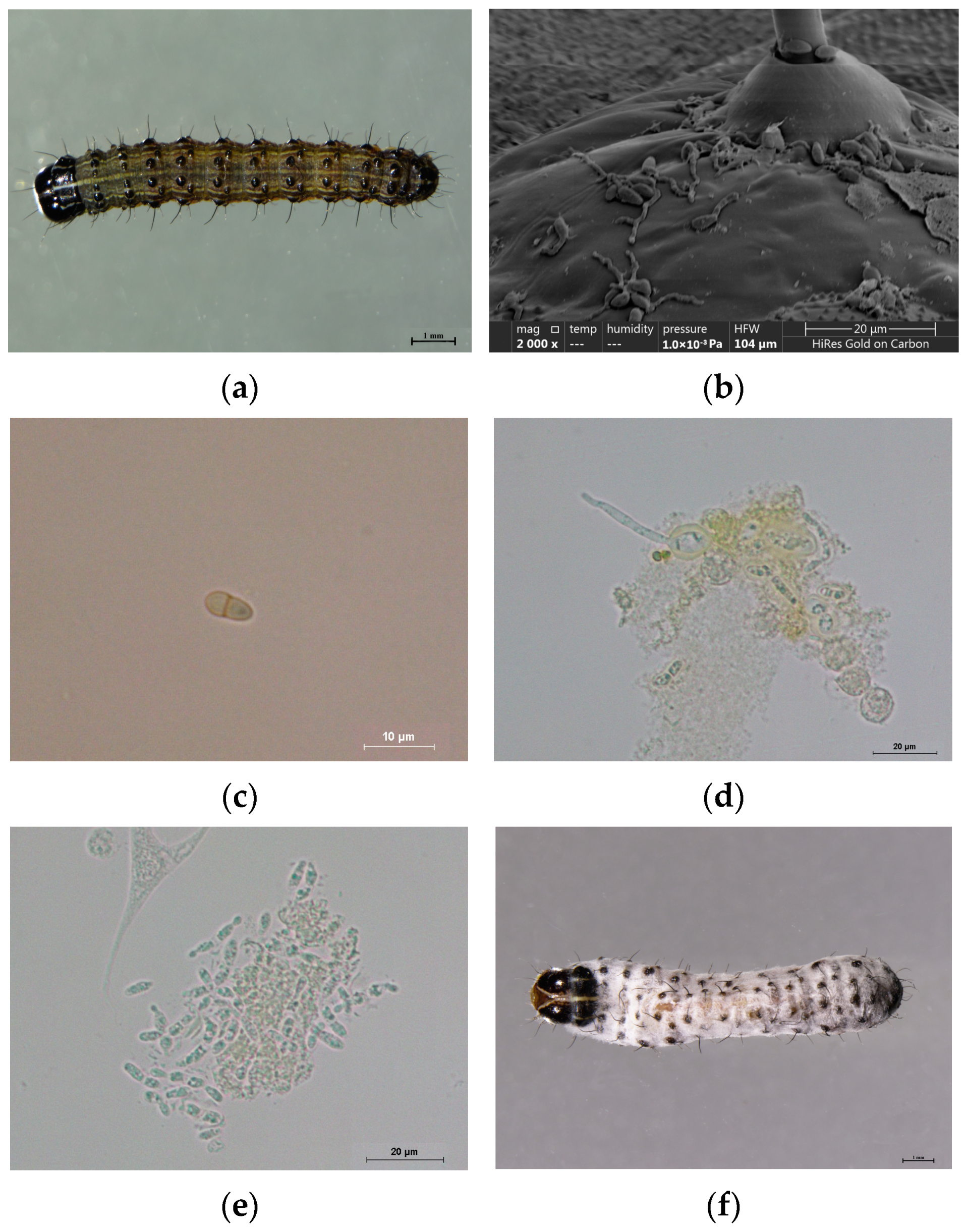 Insects 16 00199 g002