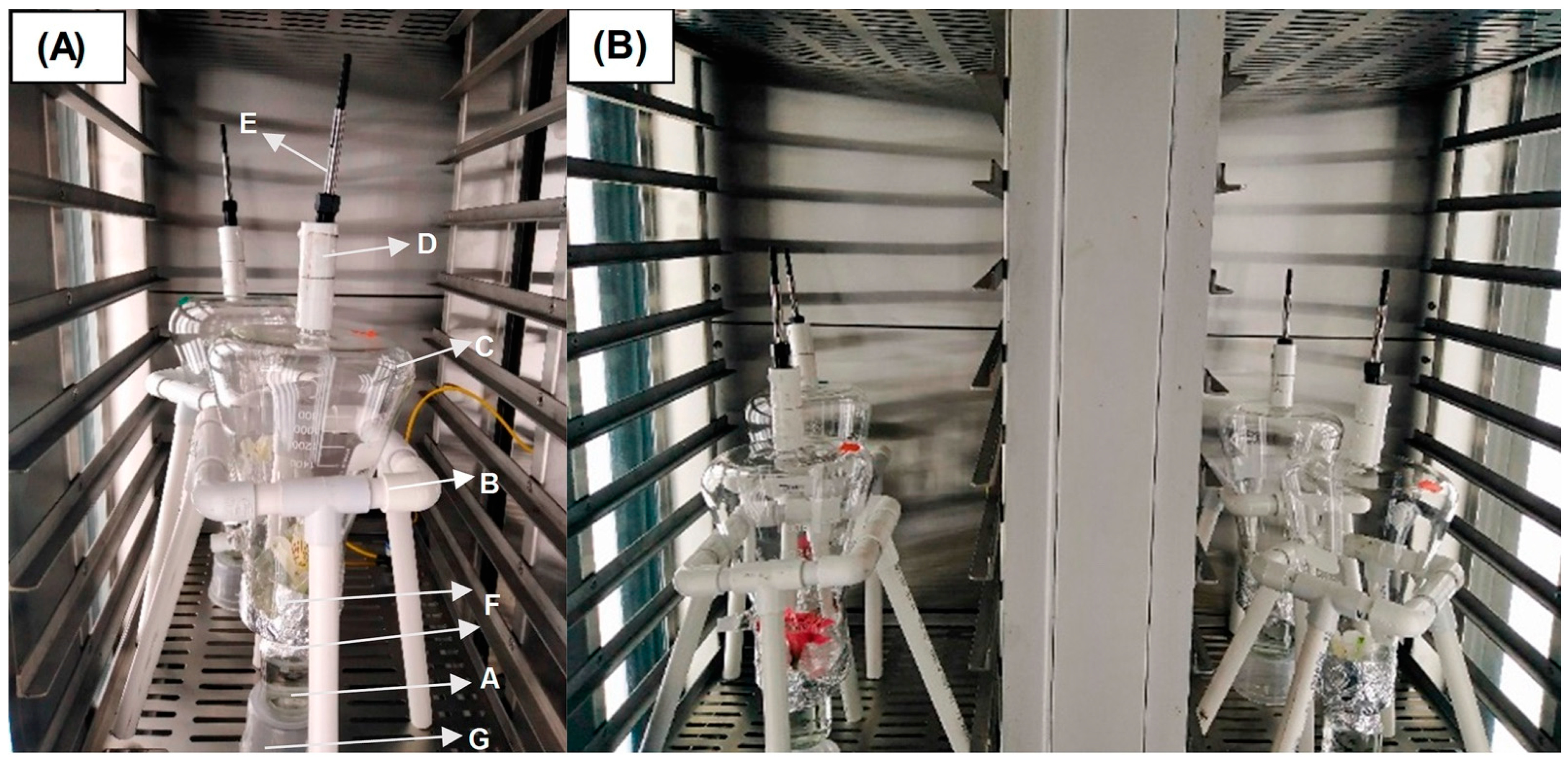 Insects 16 00216 g001