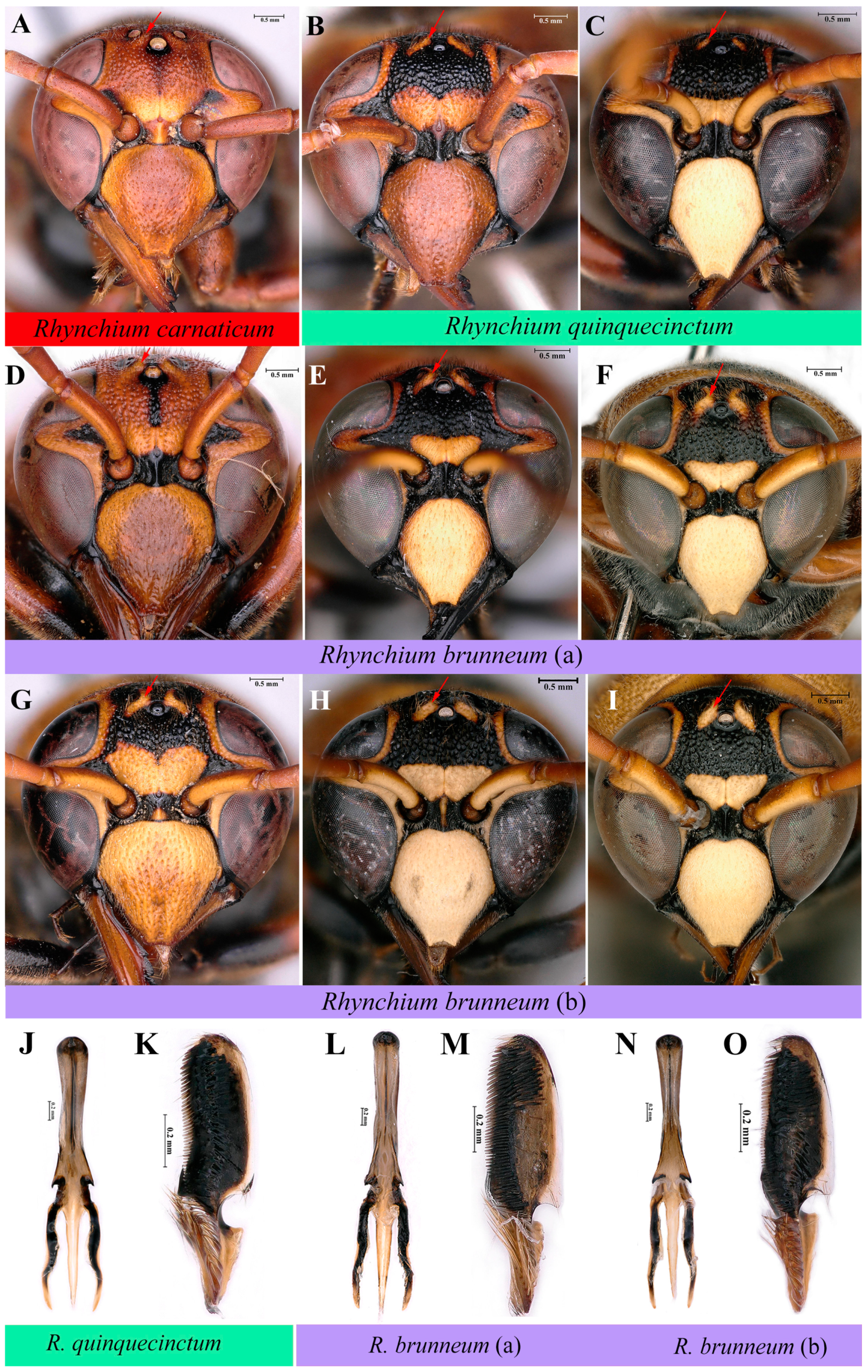 Insects 16 00217 g006