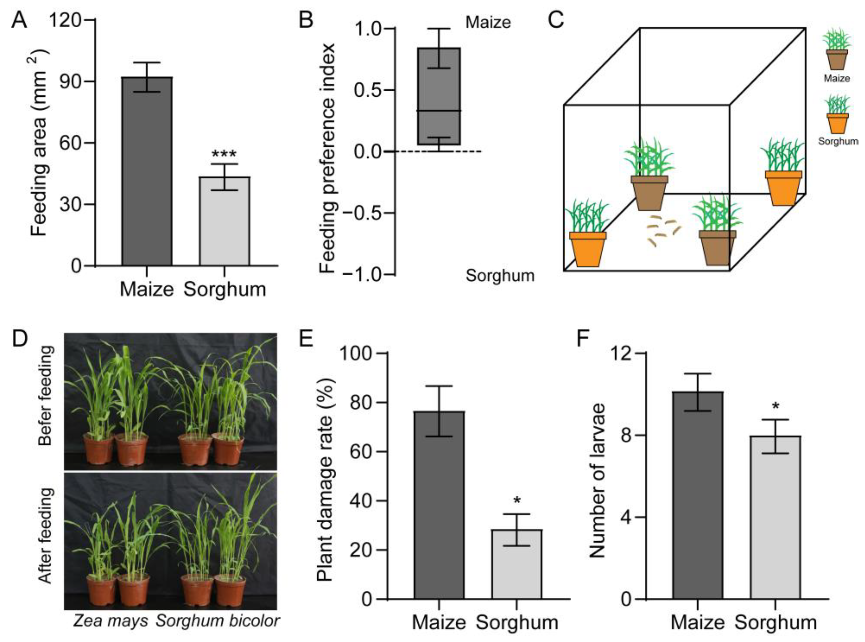 Fall Armyworm-Induced Secondary Metabolites in Sorghum