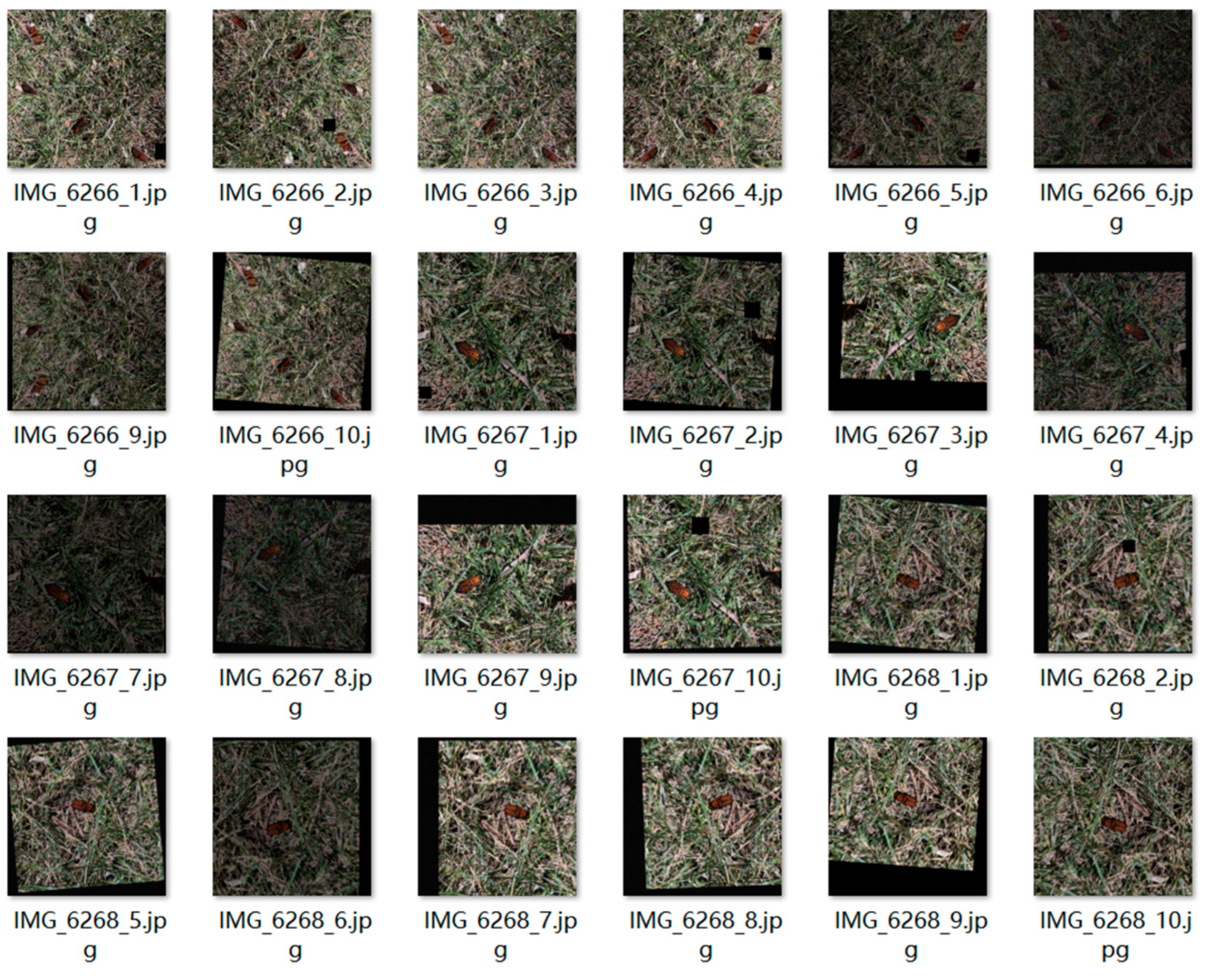 Insects 16 00219 g001