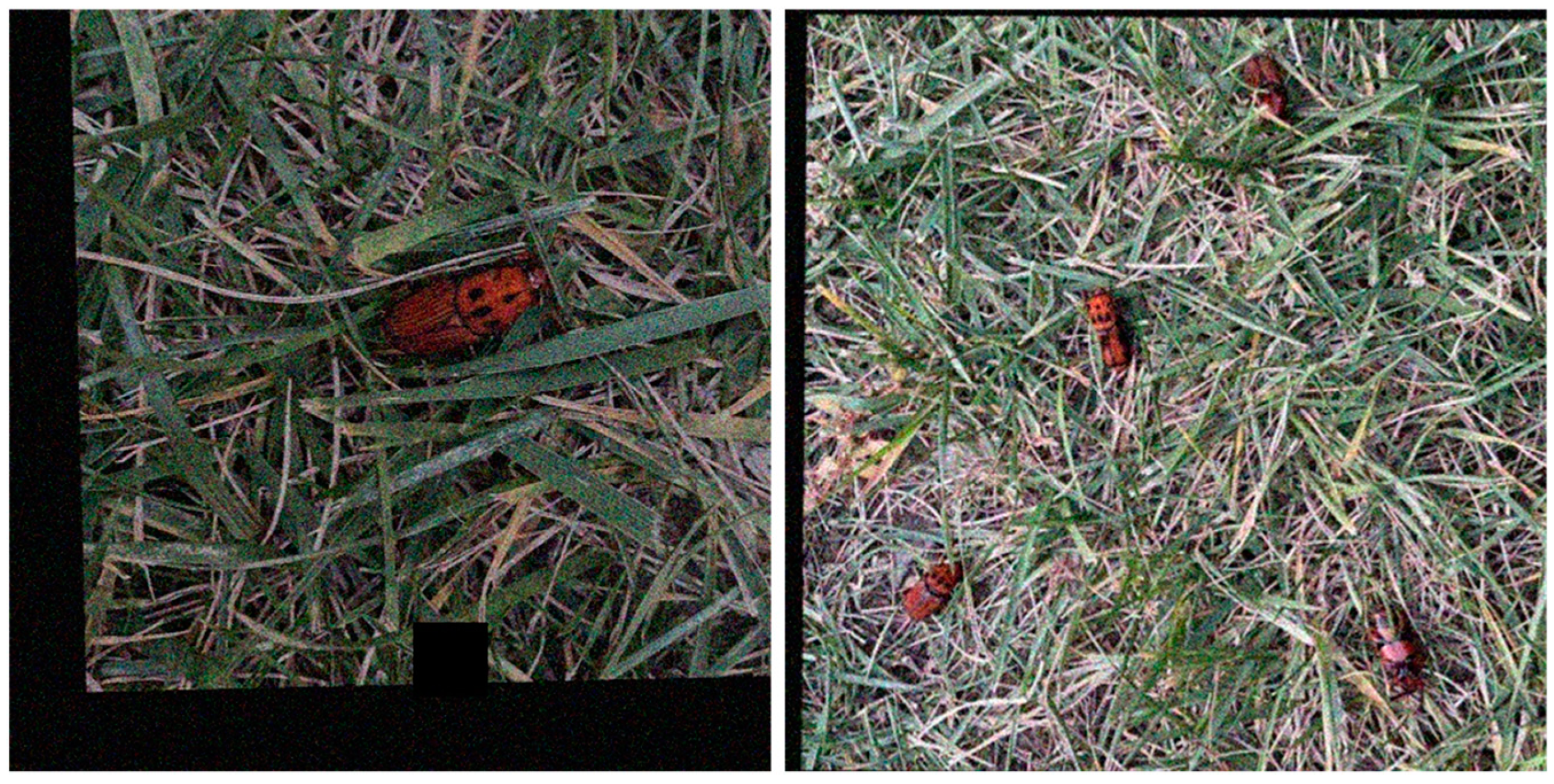 Insects 16 00219 g004