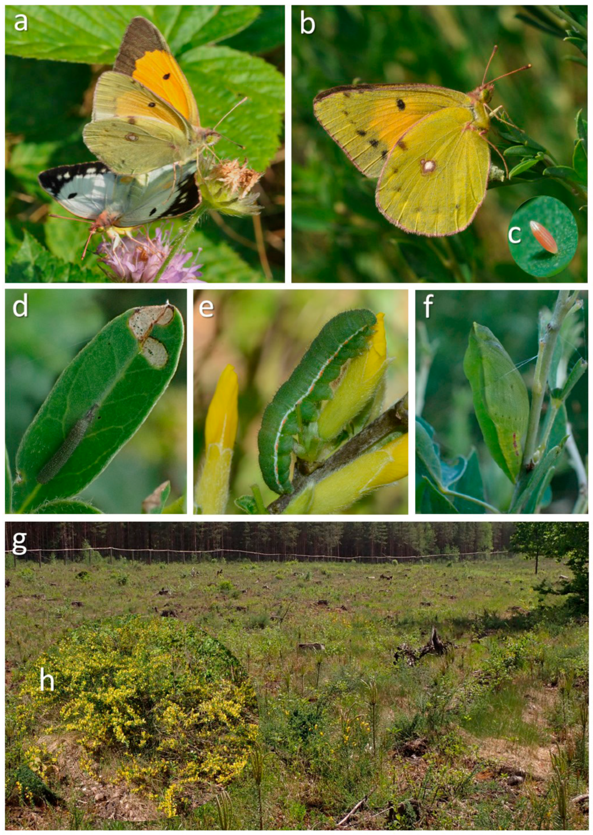 Insects 16 00220 g001 Insects 16 00220 g001