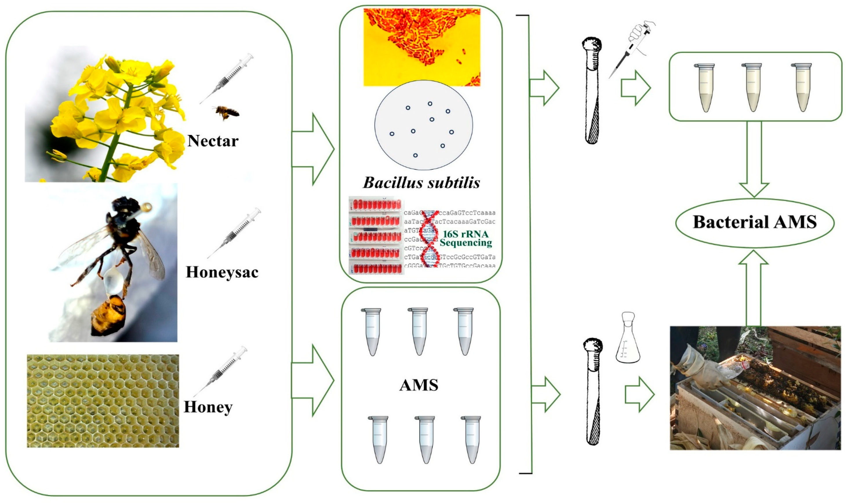 Insects 16 00221 g001