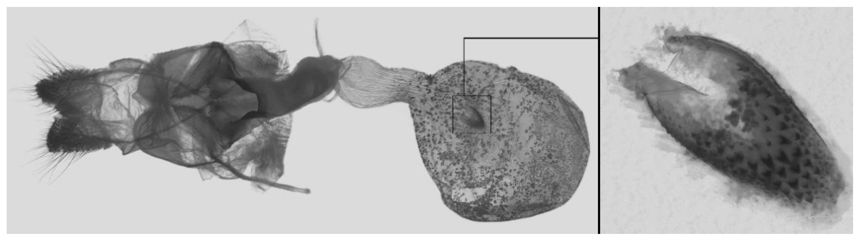 Insects 16 00223 g019