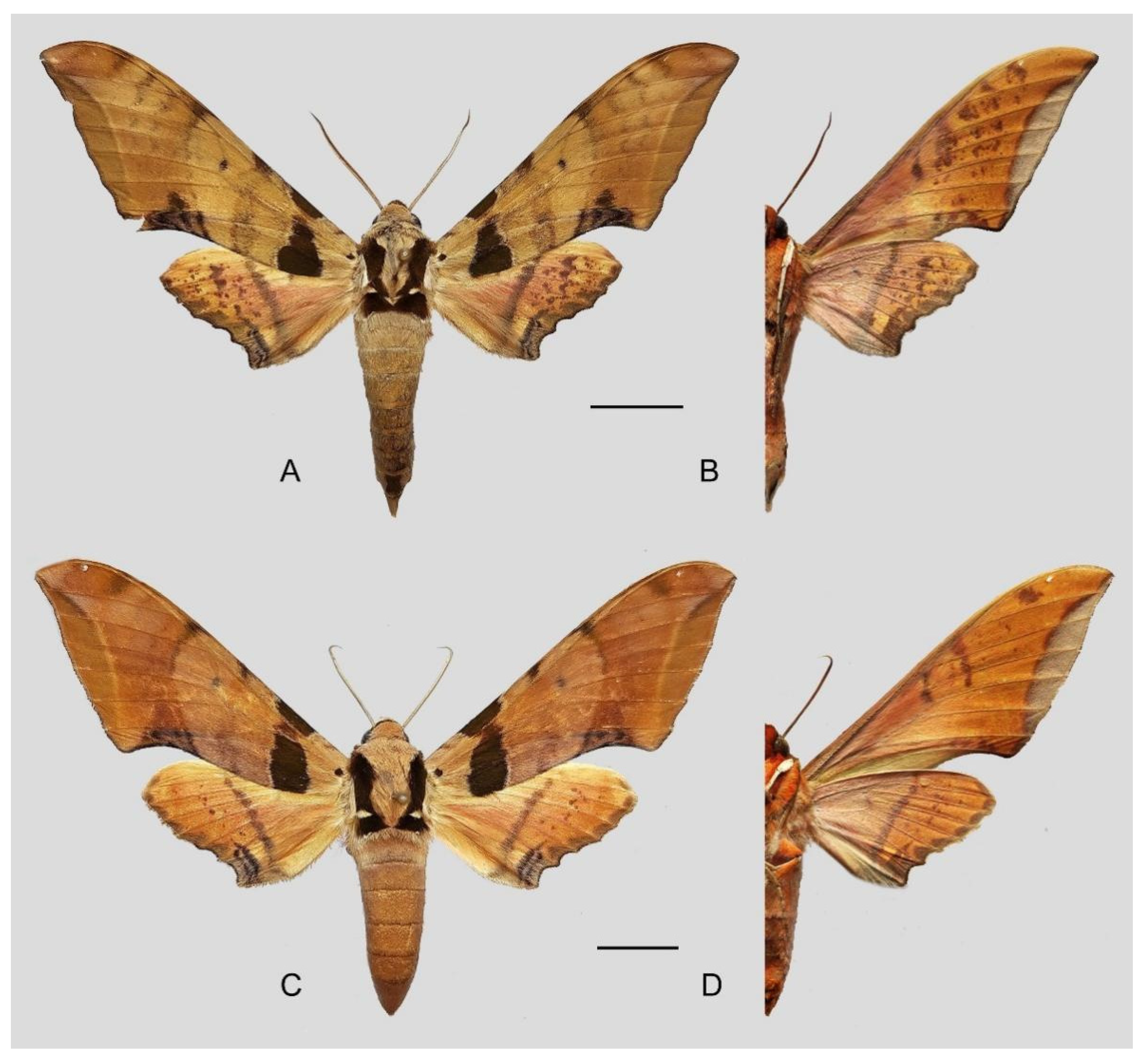 Insects 16 00223 g029