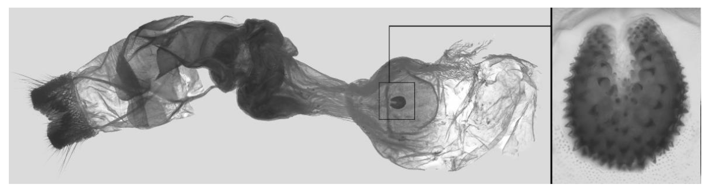 Insects 16 00223 g035