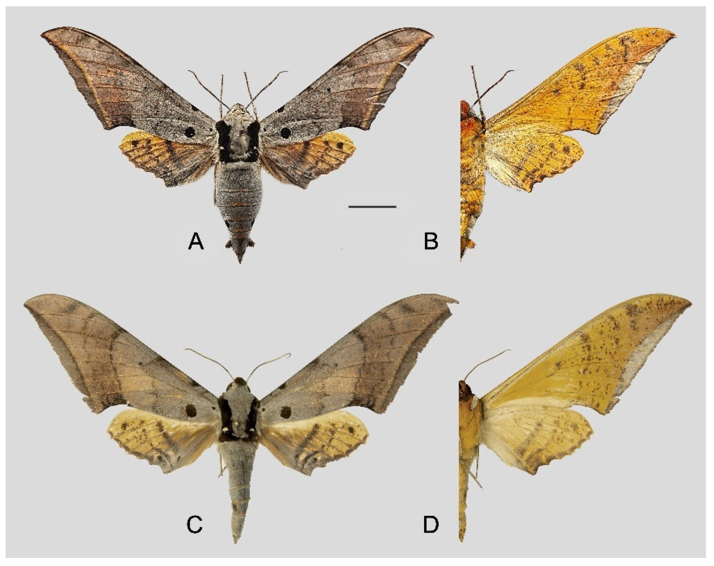 Insects 16 00223 g049
