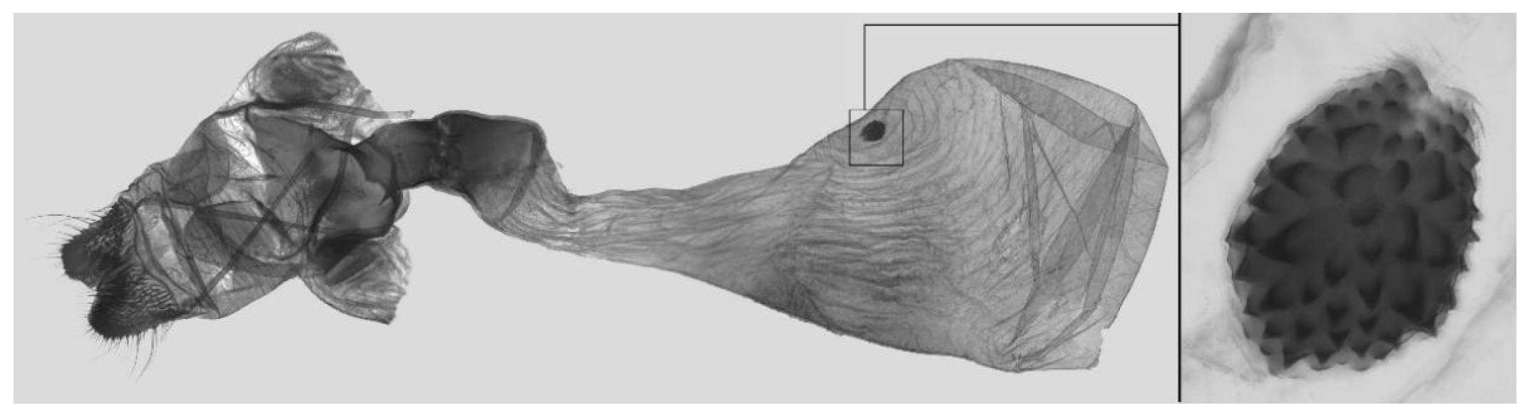 Insects 16 00223 g093