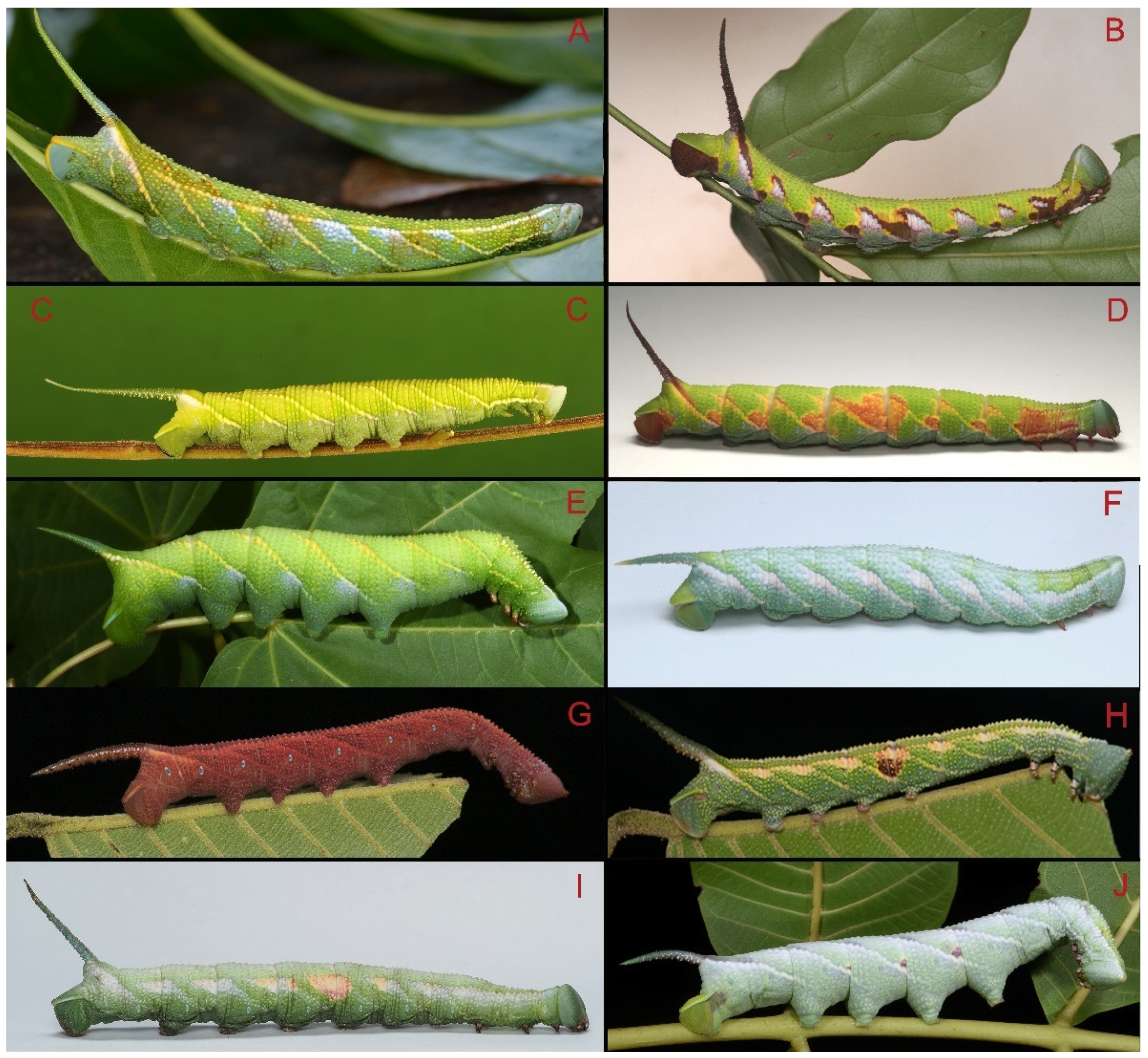 Insects 16 00223 g106