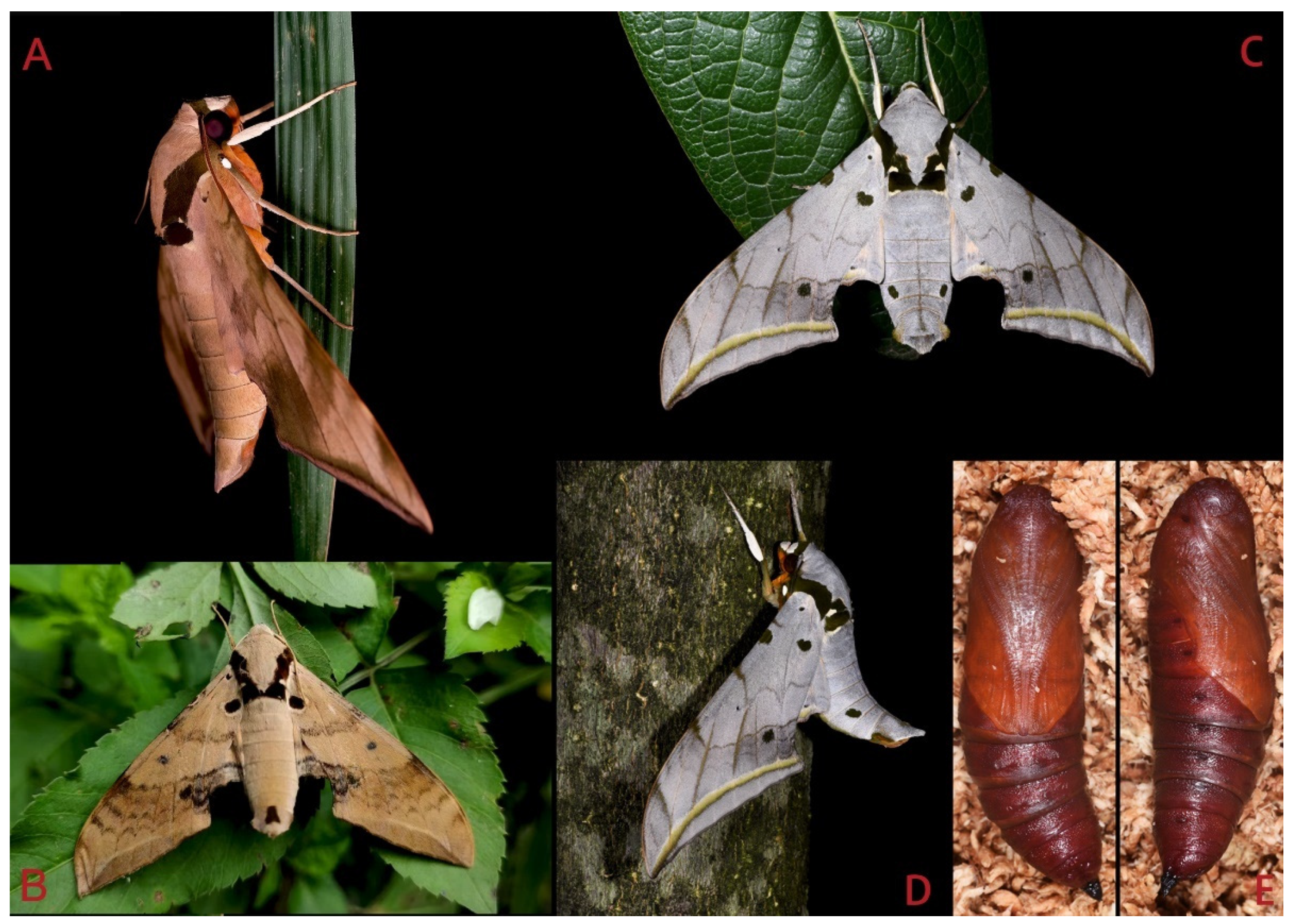 Insects 16 00223 g108