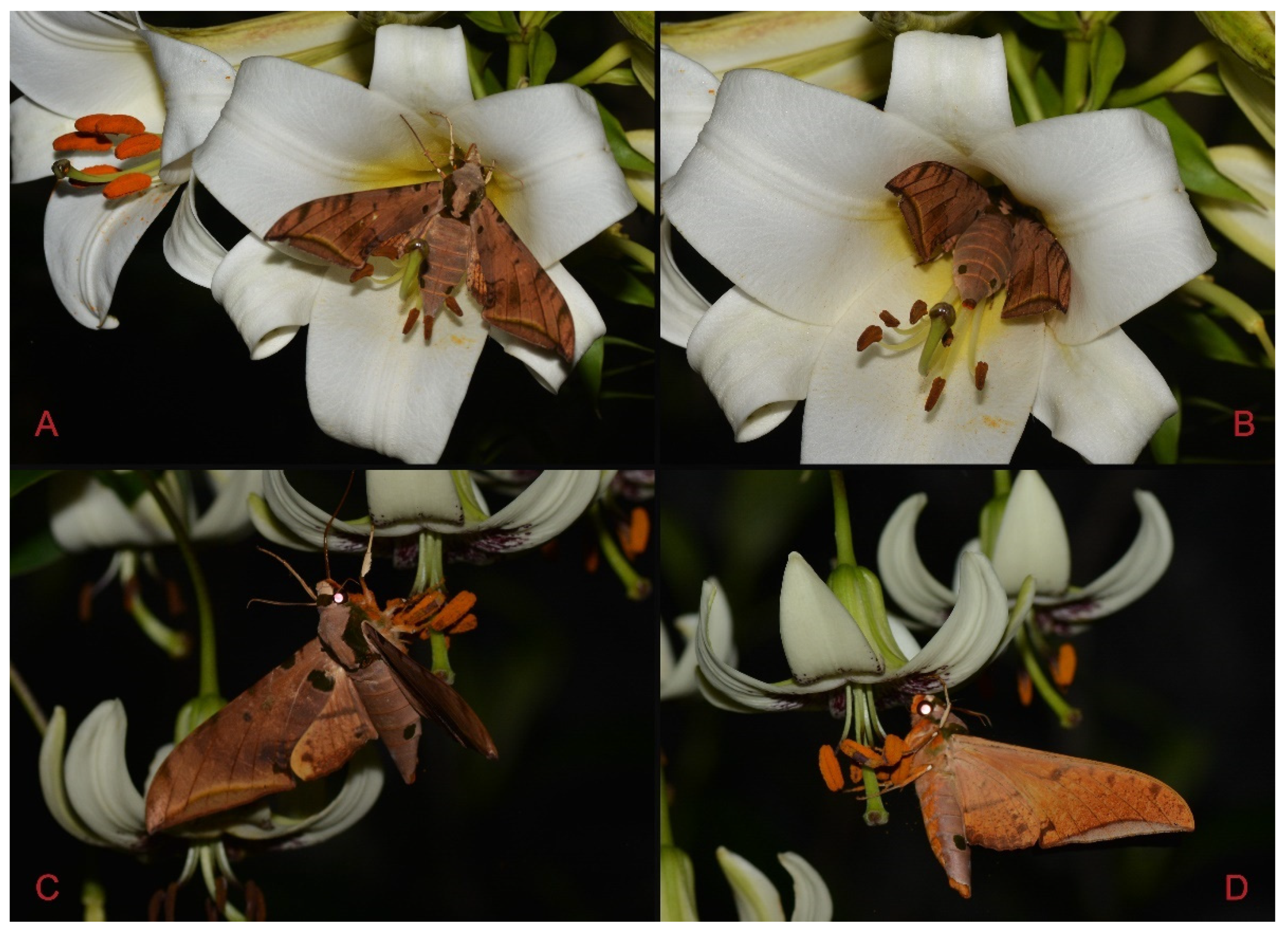 Insects 16 00223 g109