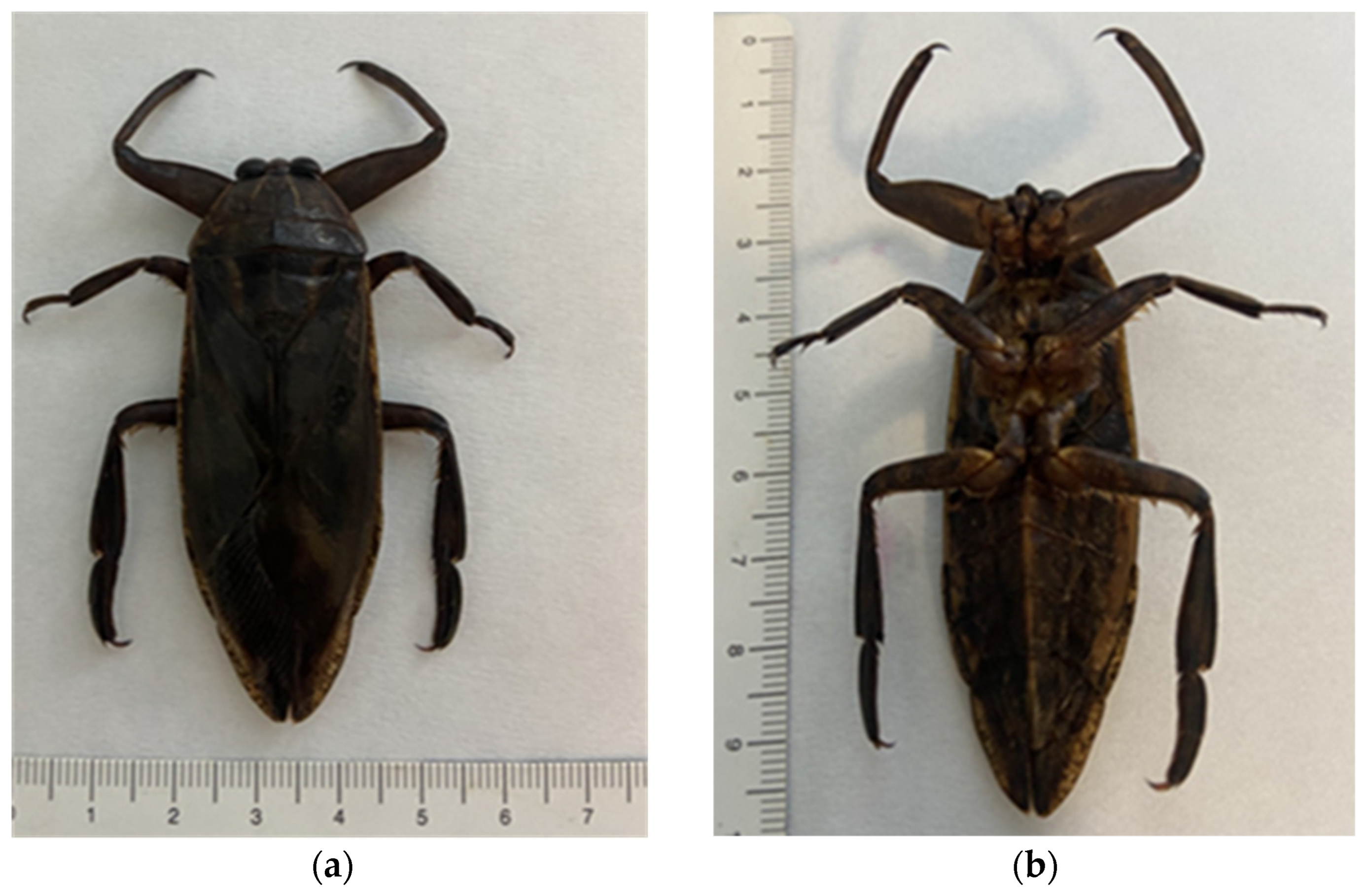 Insects 16 00226 g001 Insects 16 00226 g001