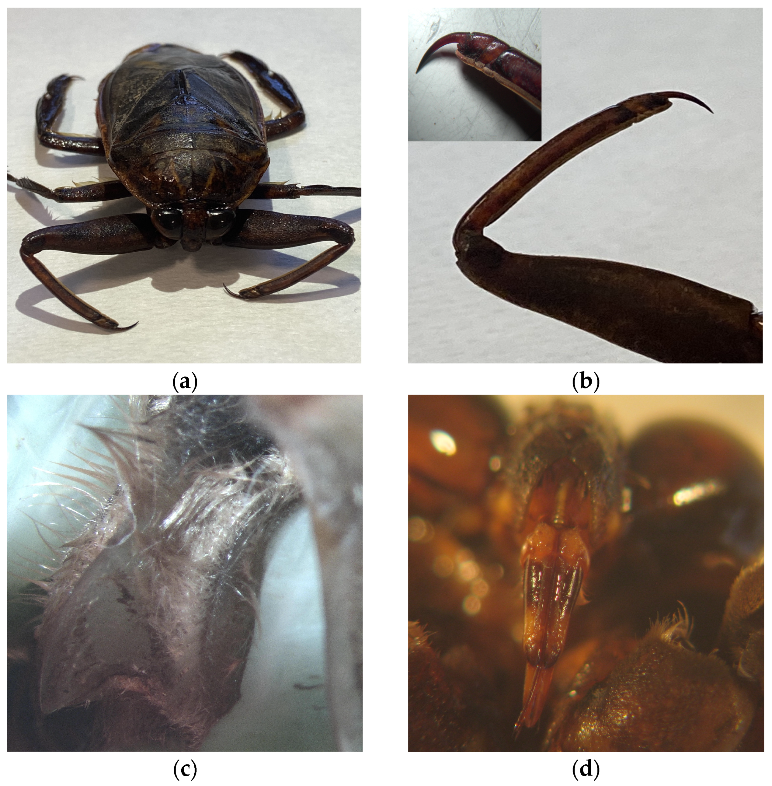 Insects 16 00226 g002 Insects 16 00226 g002