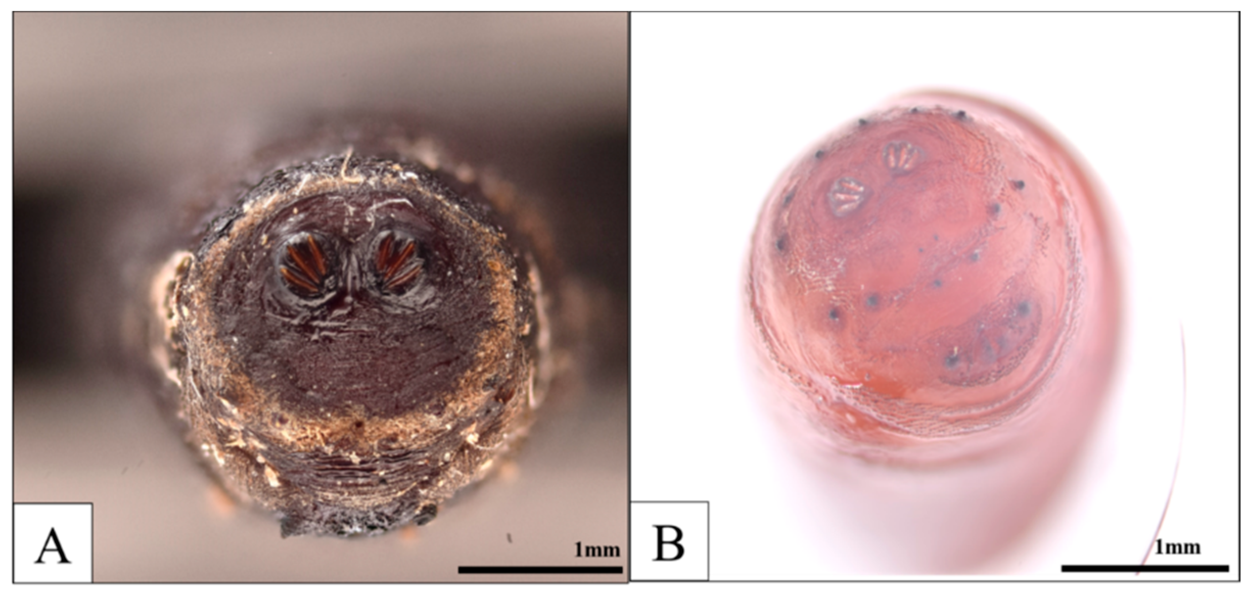 Insects 16 00231 g009 Insects 16 00231 g009
