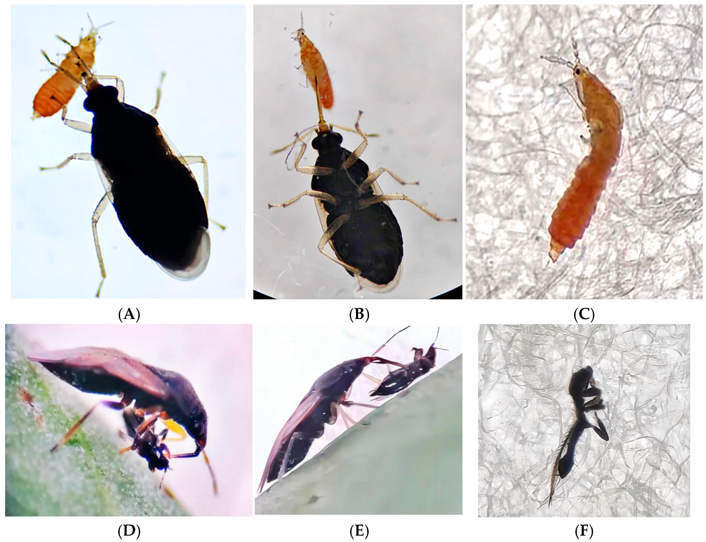 Insects 16 00236 g001 Insects 16 00236 g001