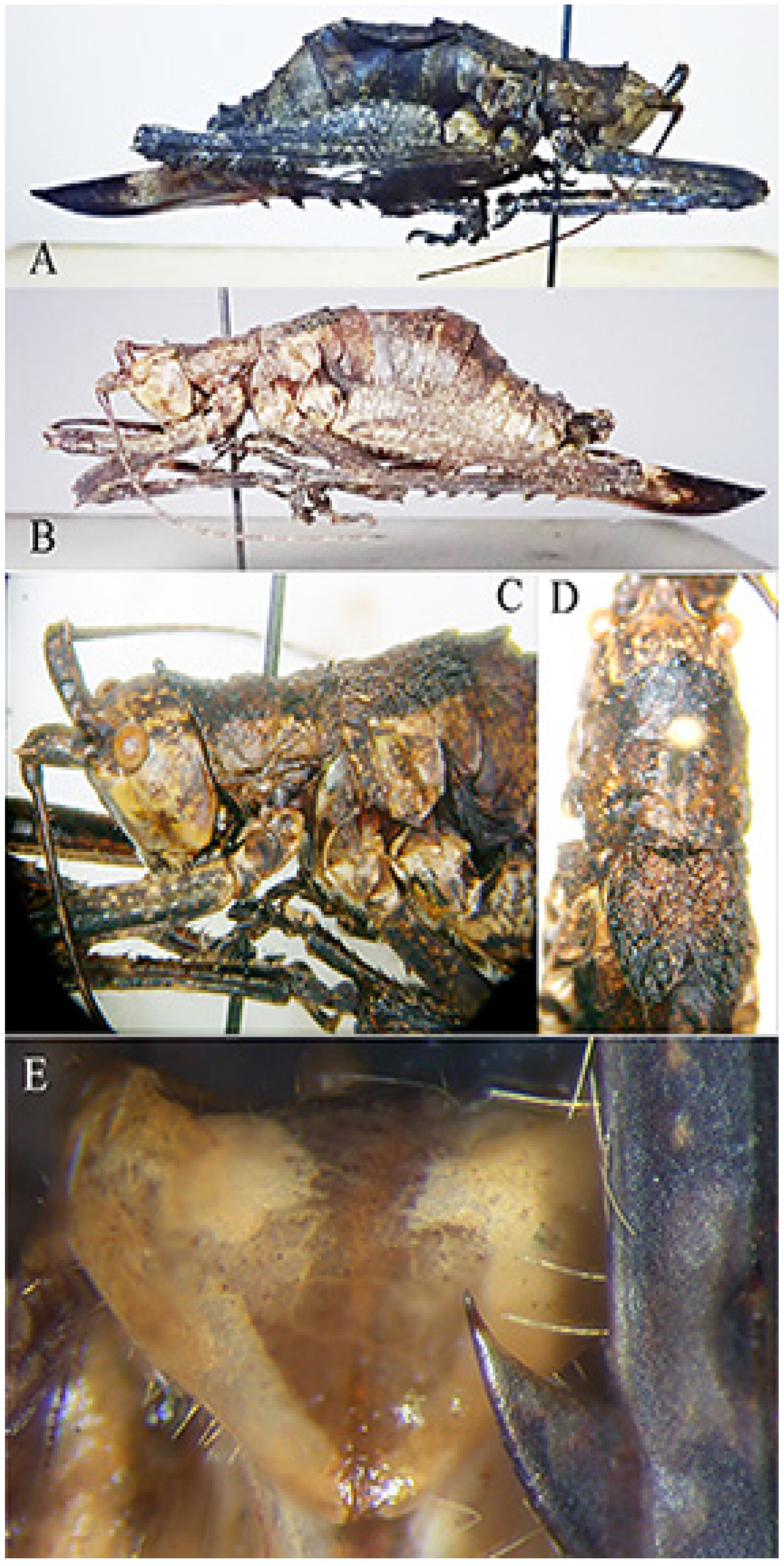 Insects 16 00241 g008