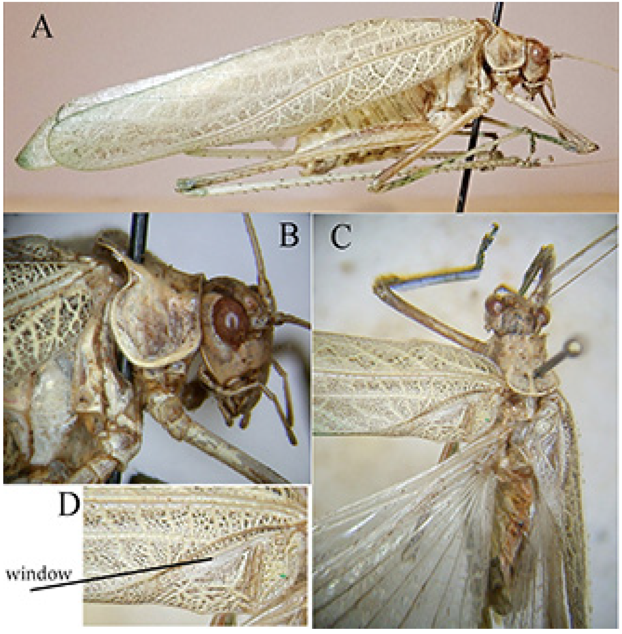 Insects 16 00241 g011