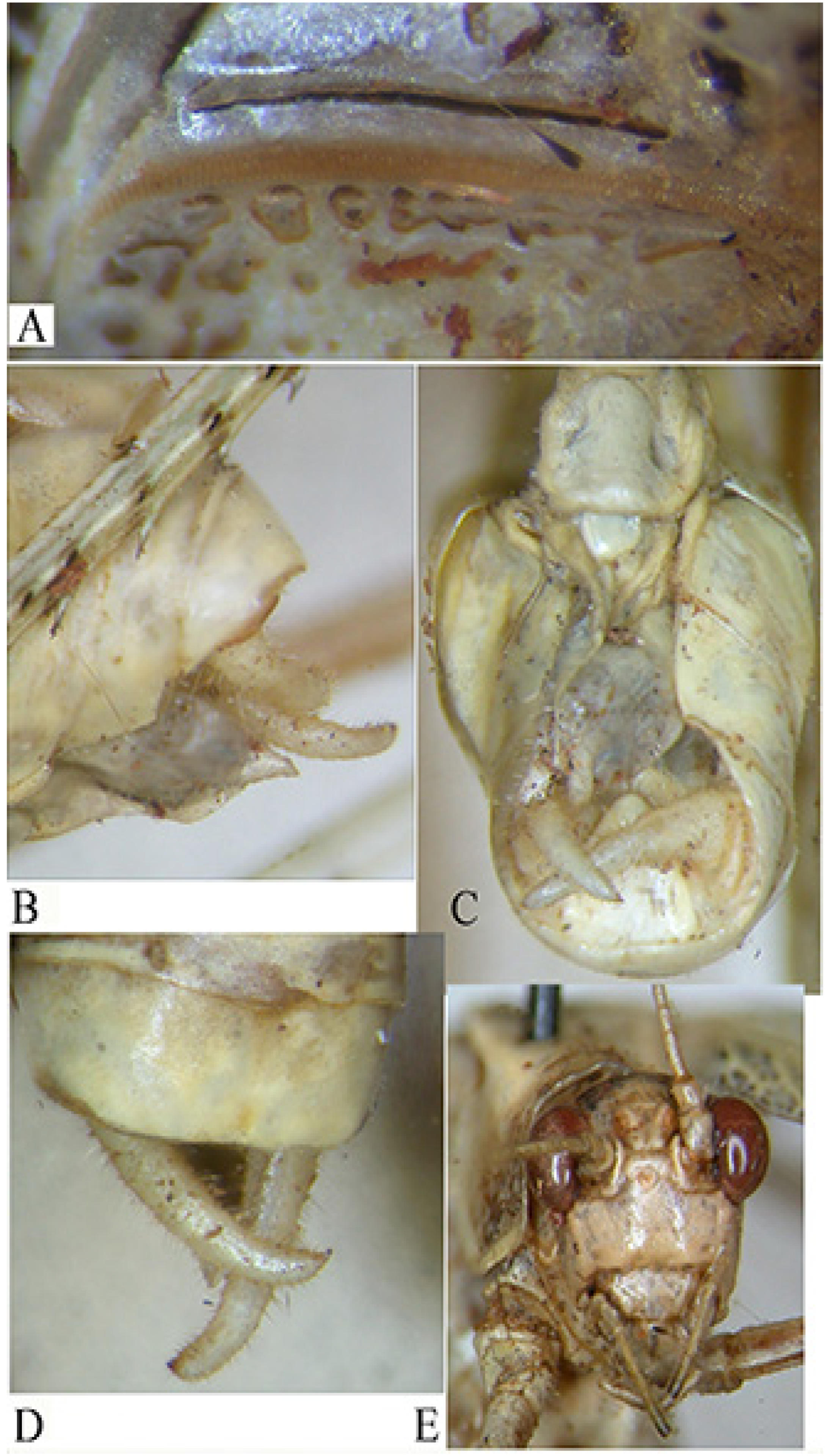 Insects 16 00241 g012