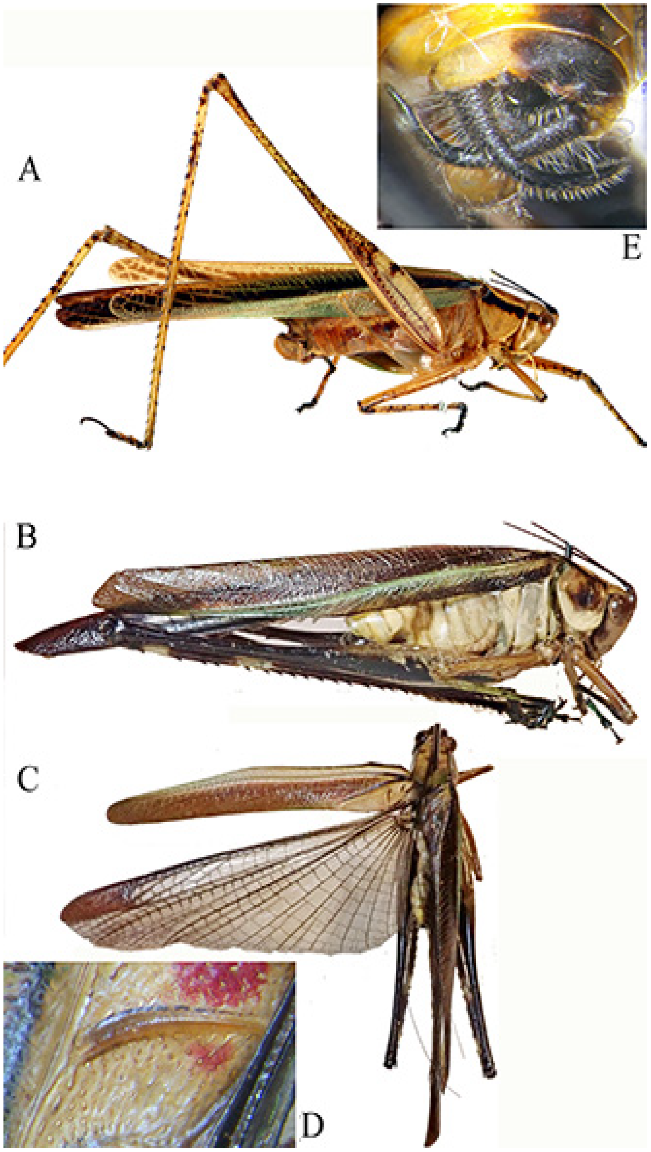 Insects 16 00241 g015