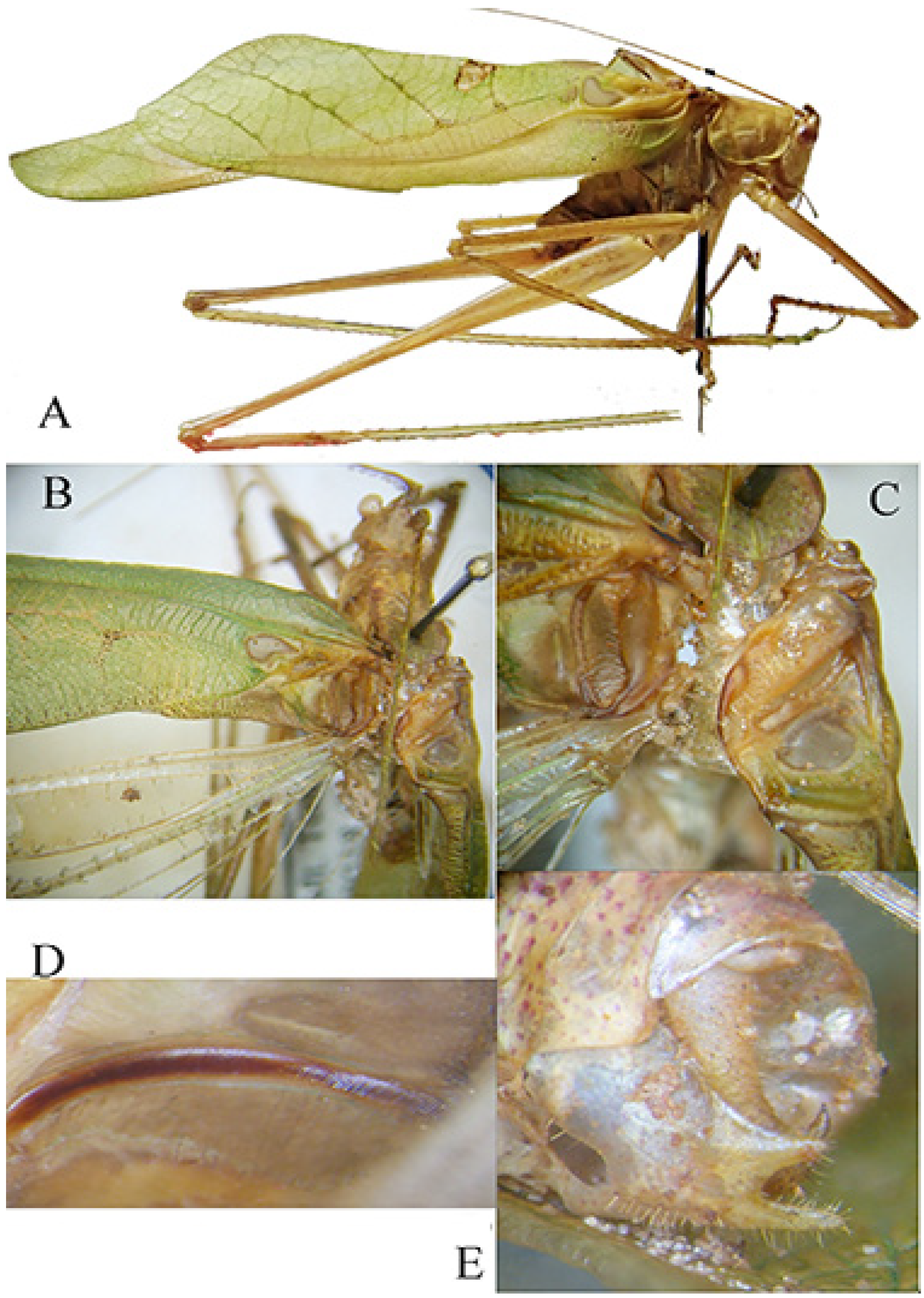Insects 16 00241 g020