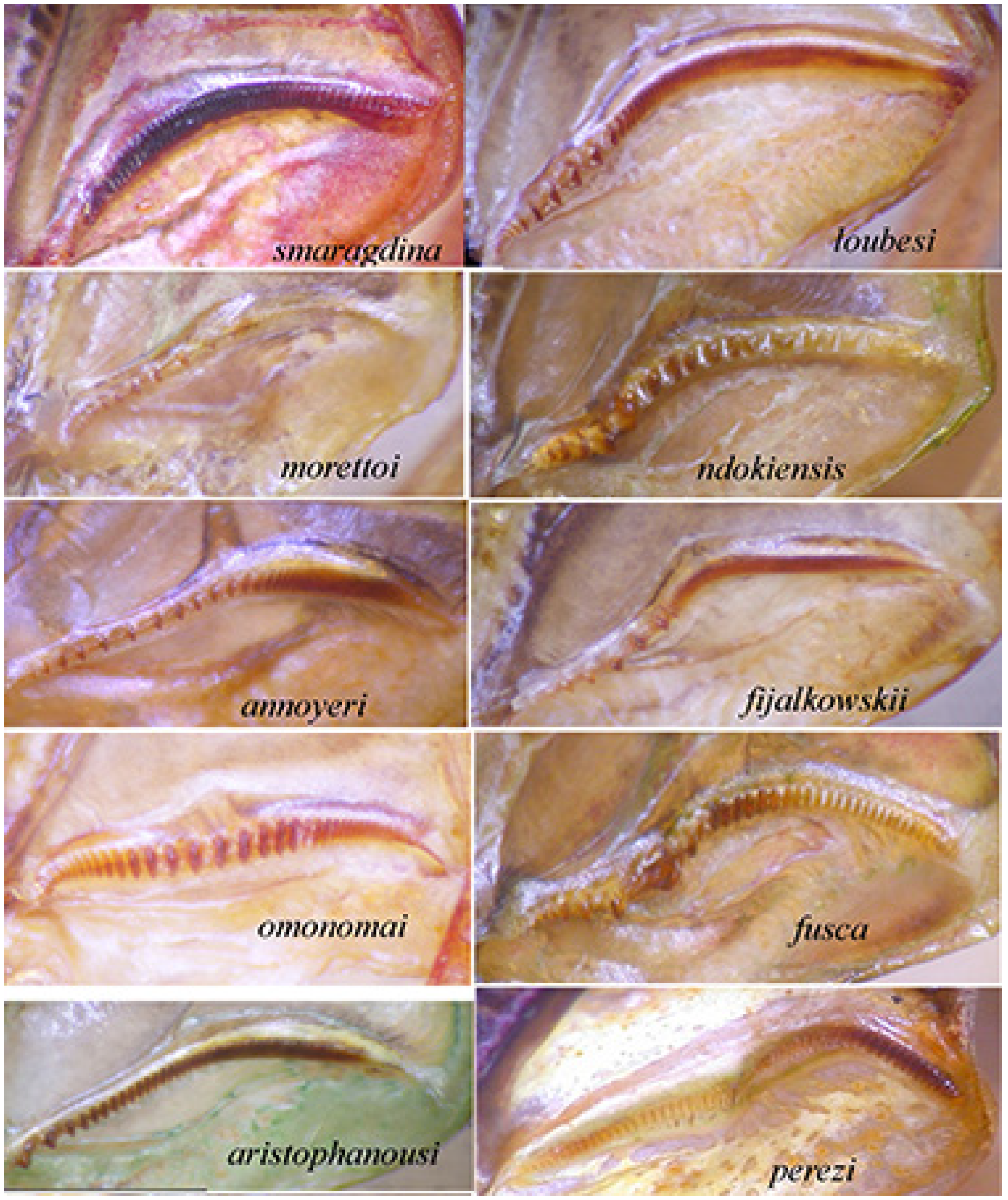 Insects 16 00241 g022