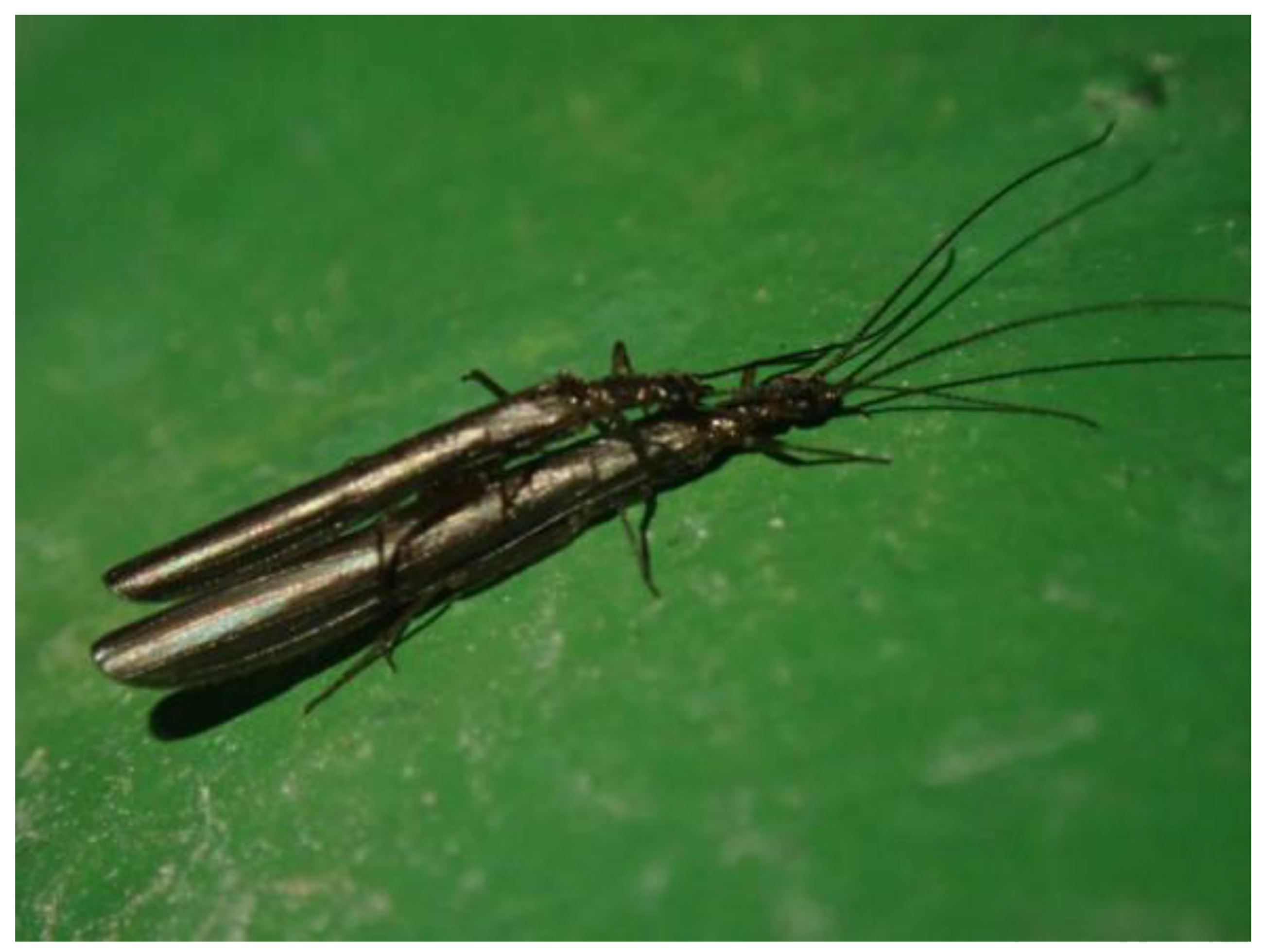 Insects 16 00244 g001 Insects 16 00244 g001