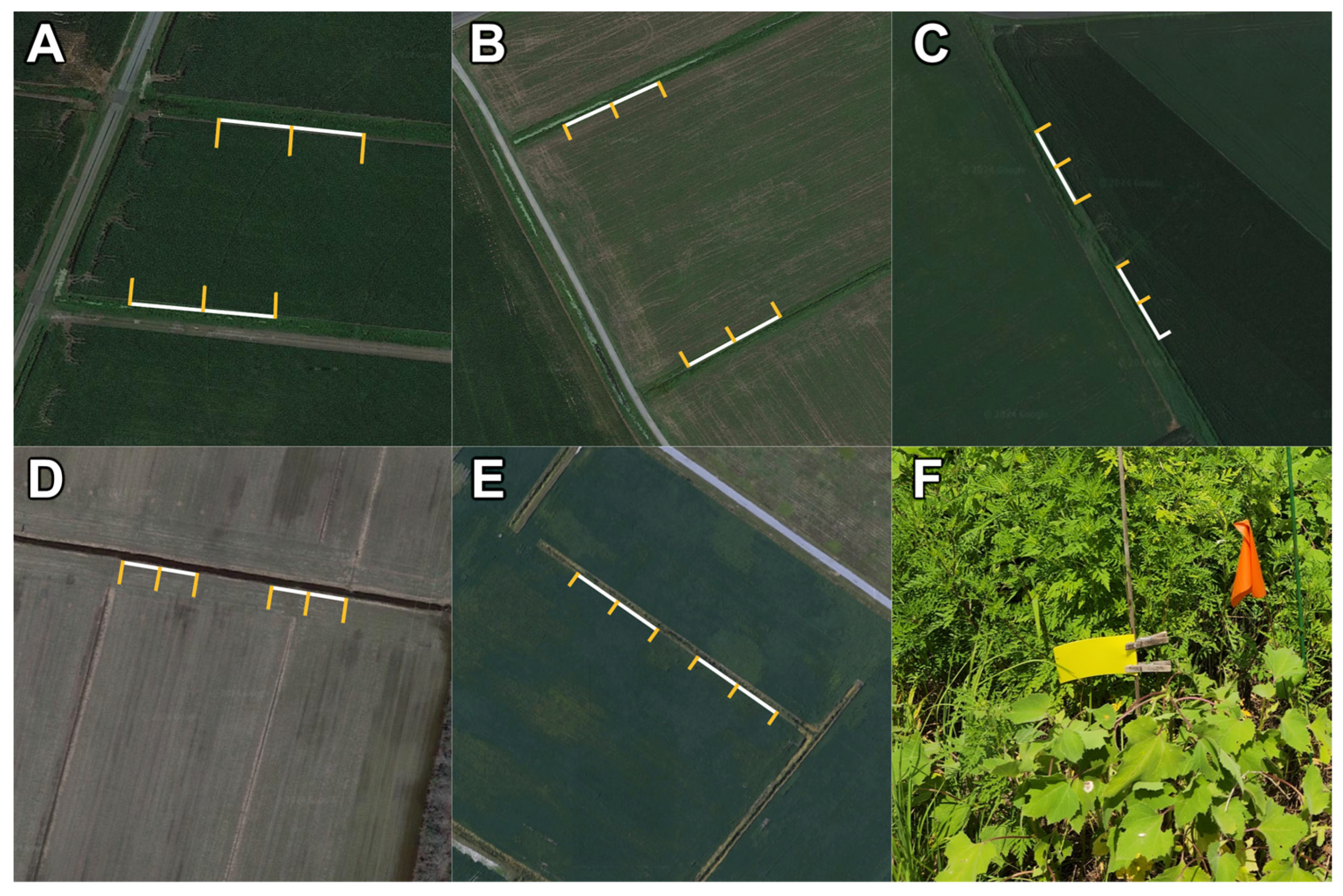 Insects 16 00246 g002