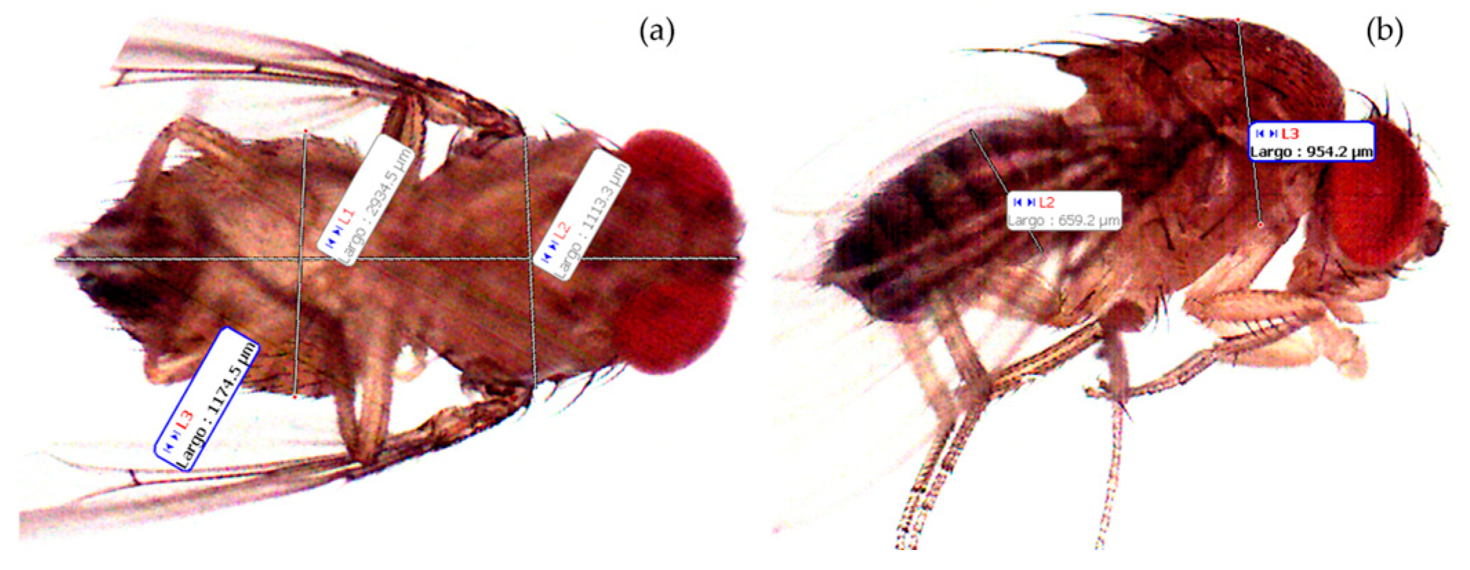 Insects 16 00253 g002