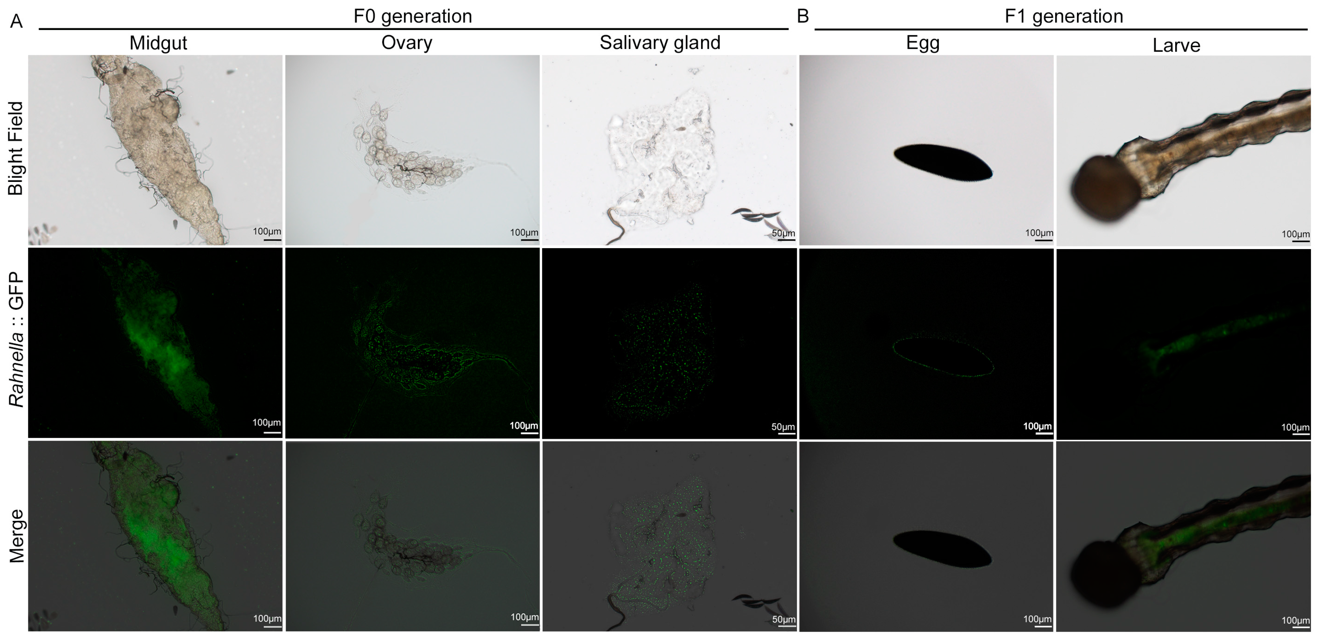 Insects 16 00257 g003
