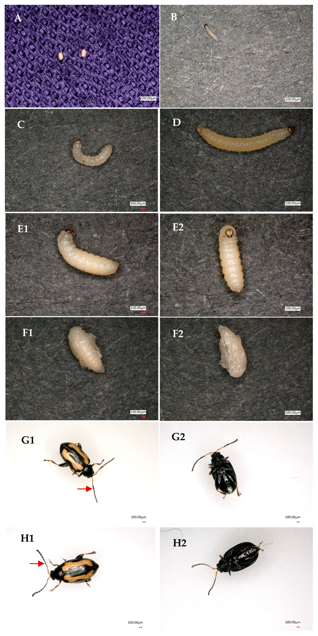 Insects 16 00260 g002