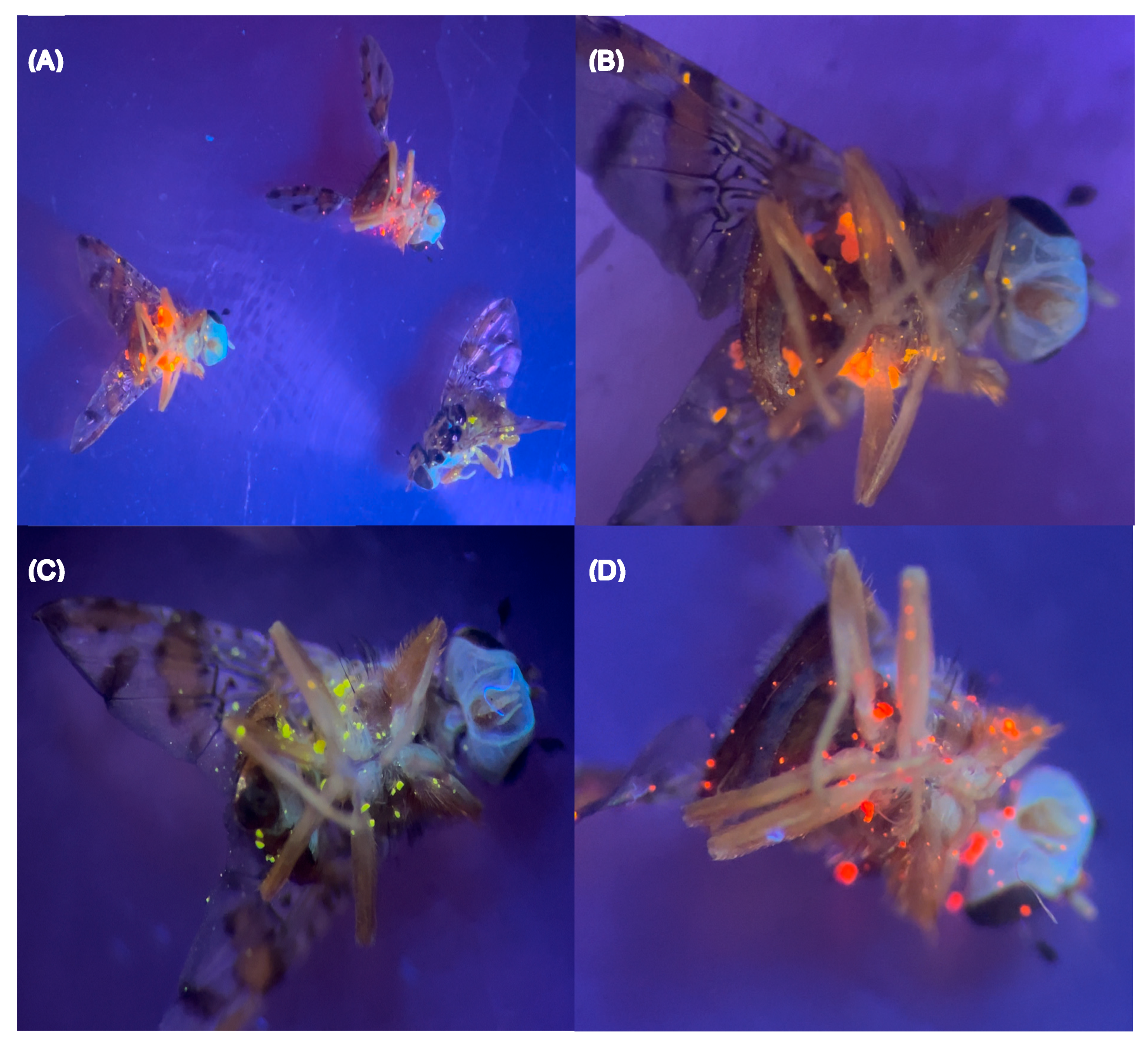 Insects 16 00270 g0a2