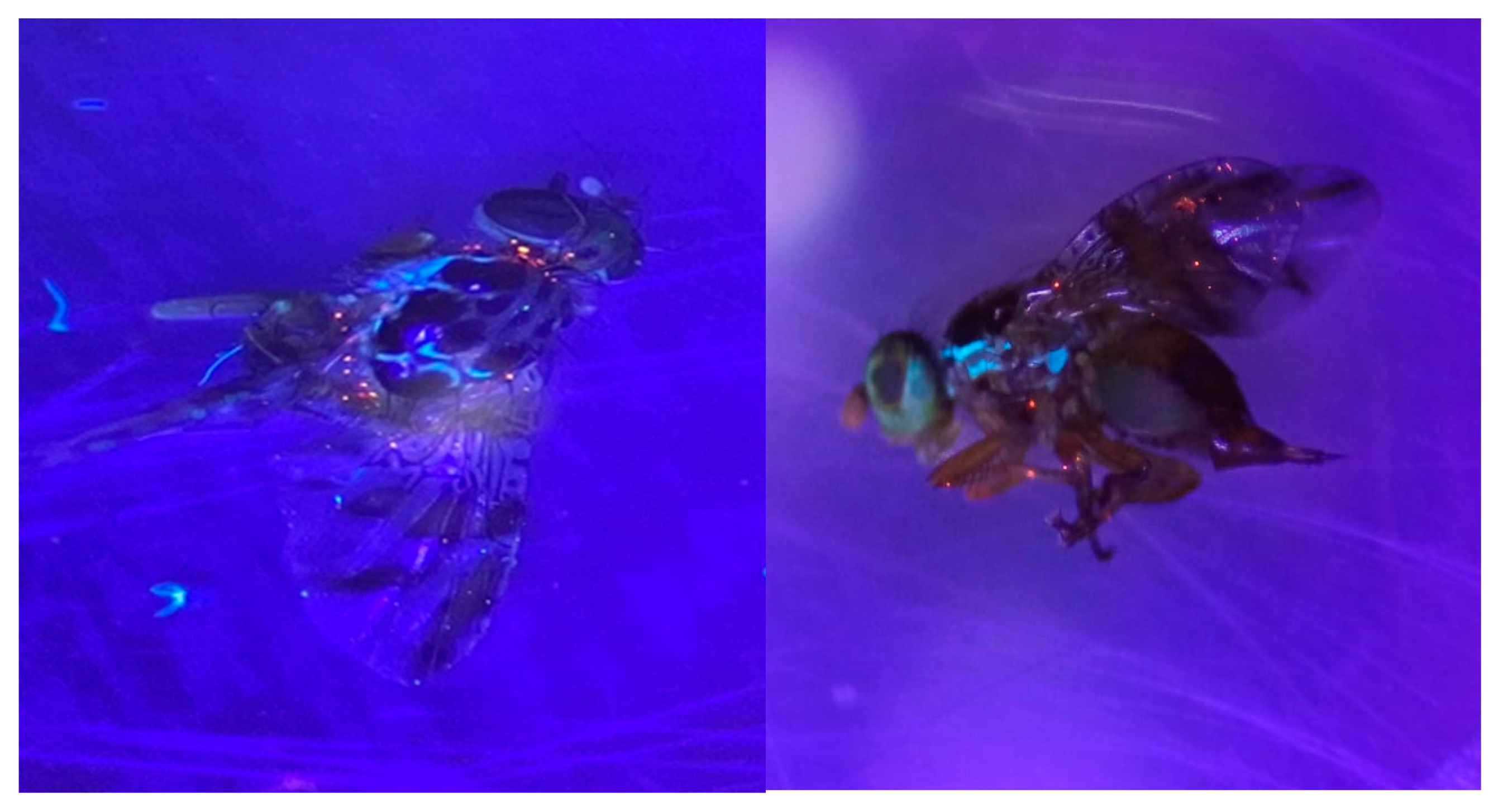 Insects 16 00270 g0a3