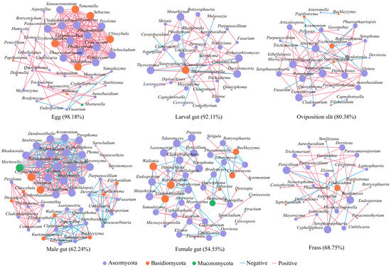 Potential Functions and Transmission Dynamics of Fungi