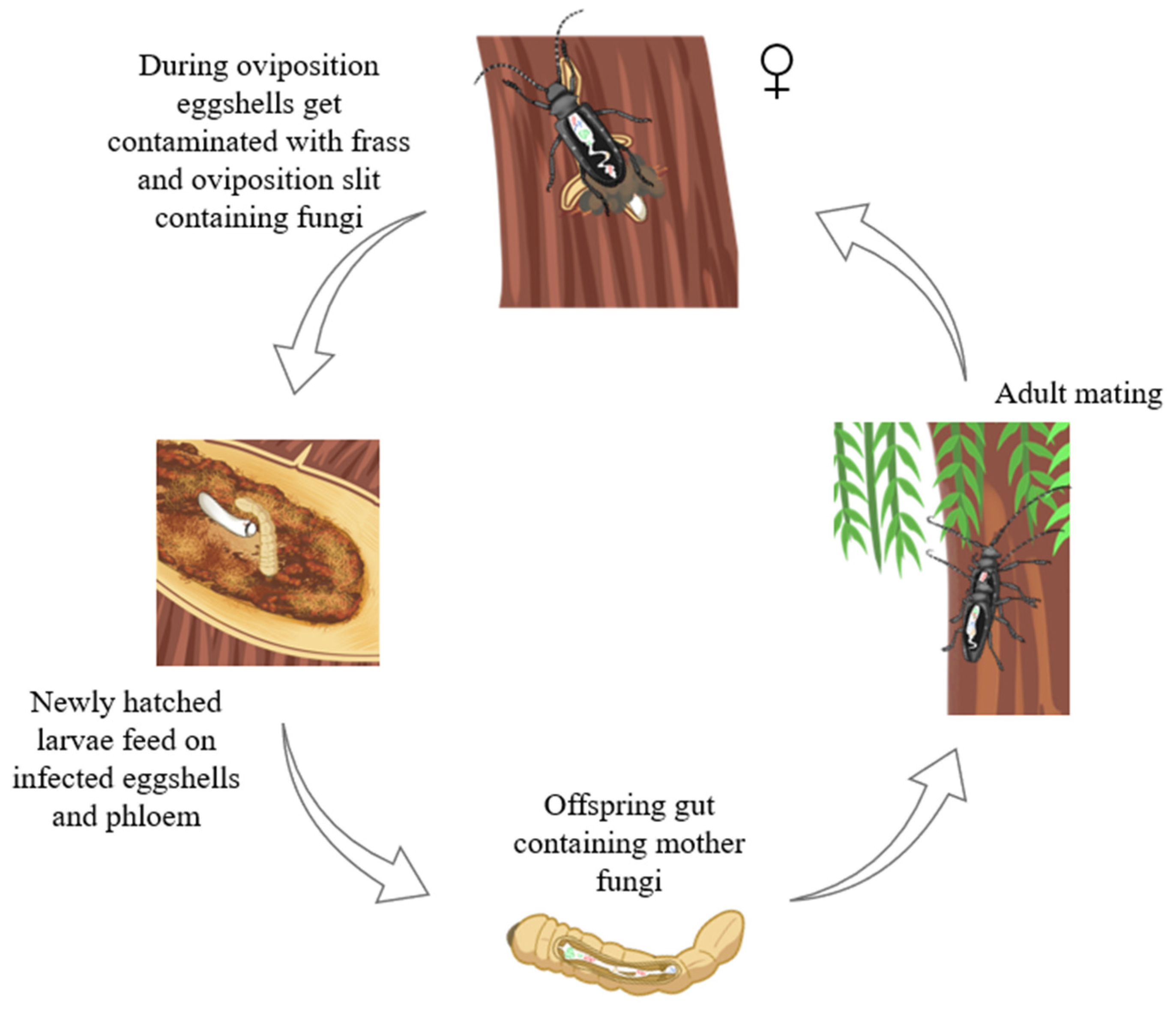 Insects 16 00273 g007