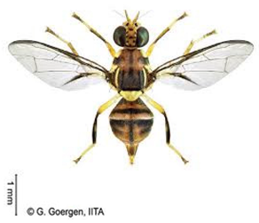 Insects 16 00285 i001