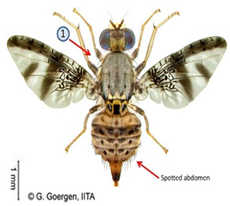 Insects 16 00285 i004