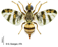 Insects 16 00285 i005