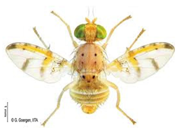 Insects 16 00285 i006