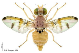 Insects 16 00285 i007