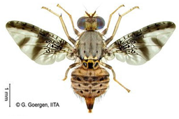 Insects 16 00285 i009