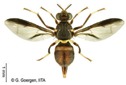 Insects 16 00285 i010