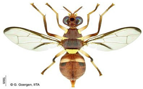 Insects 16 00285 i013