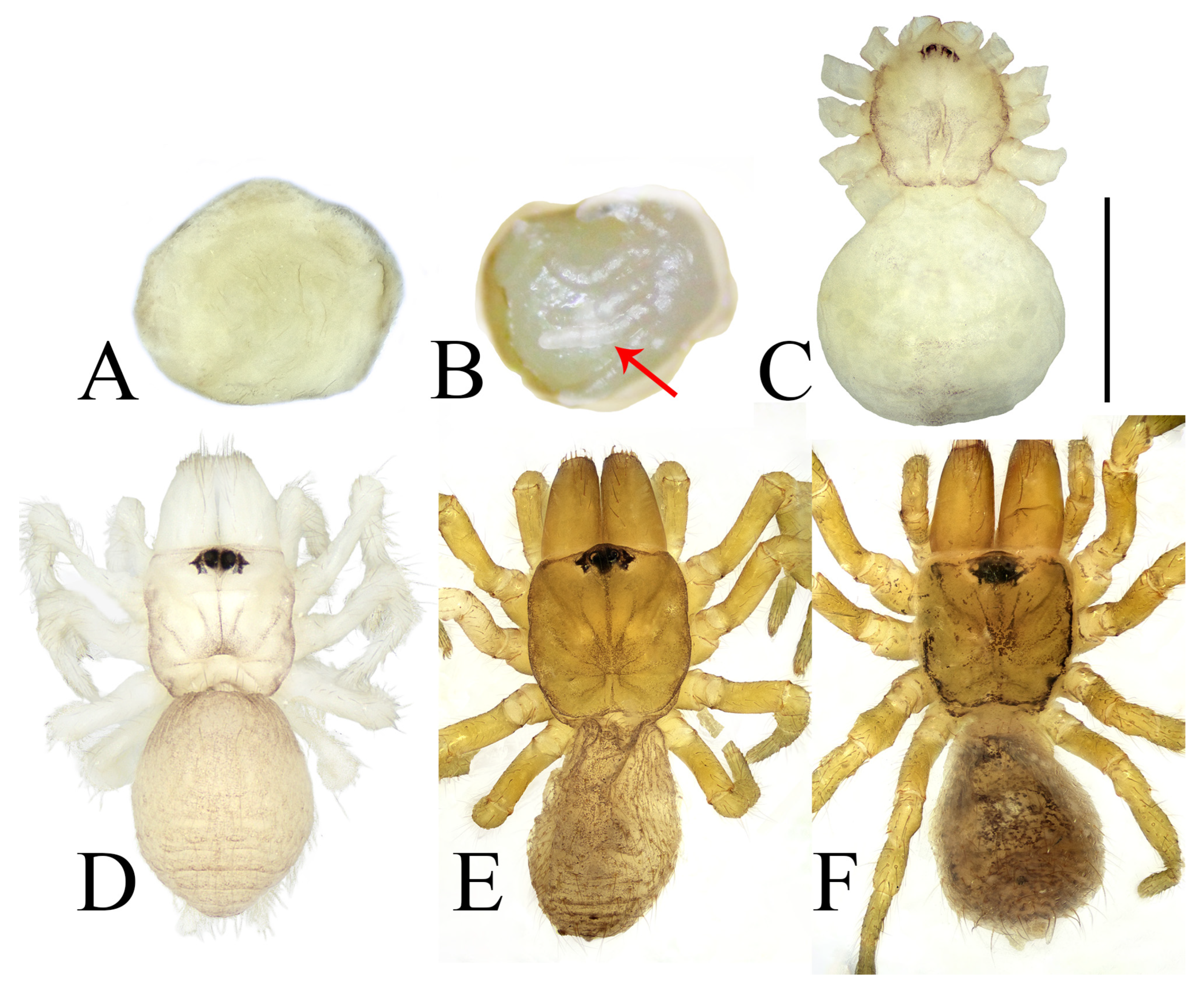 Insects 16 00301 g015