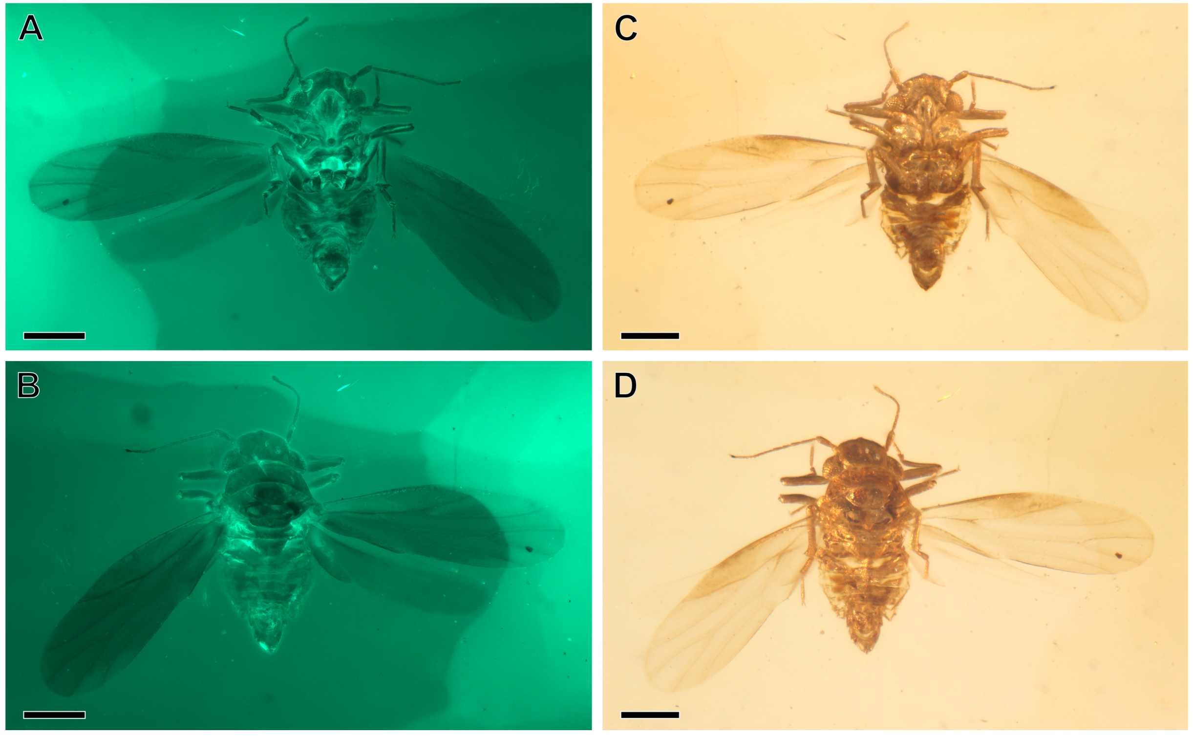 Insects 16 00302 g001