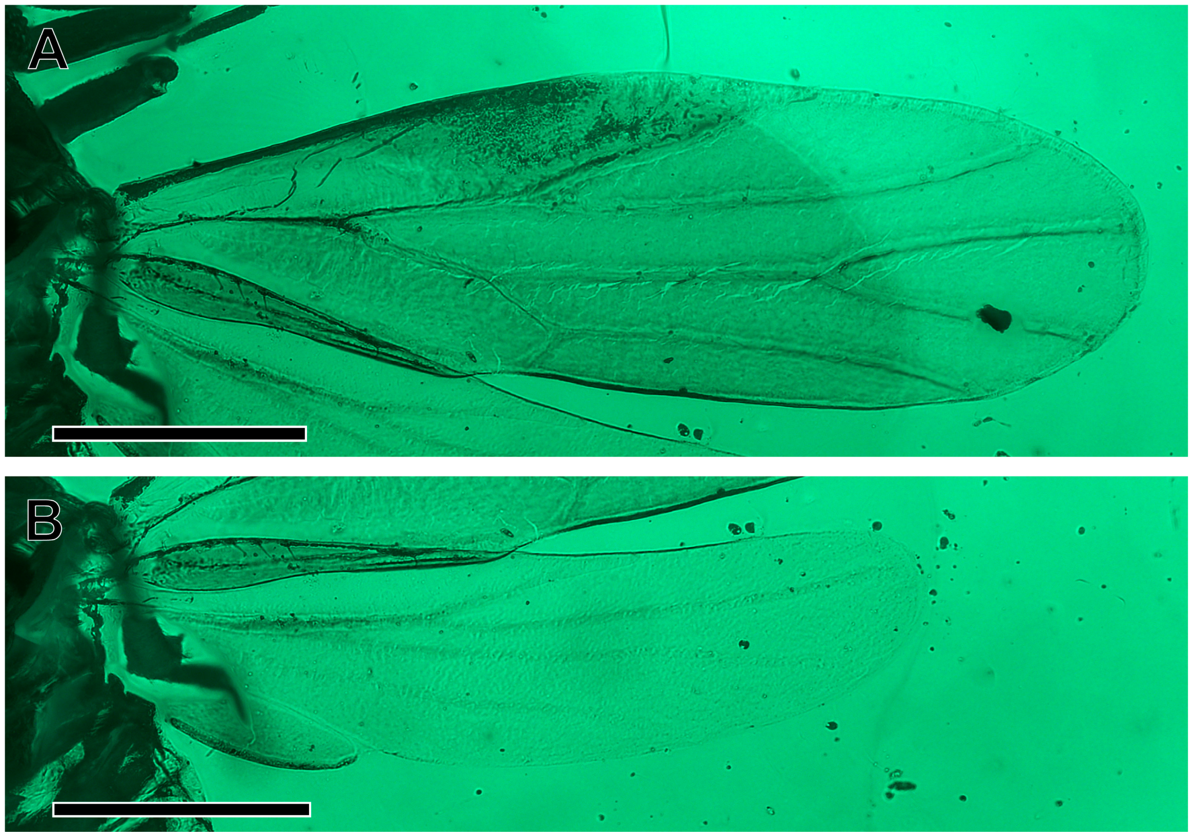 Insects 16 00302 g003