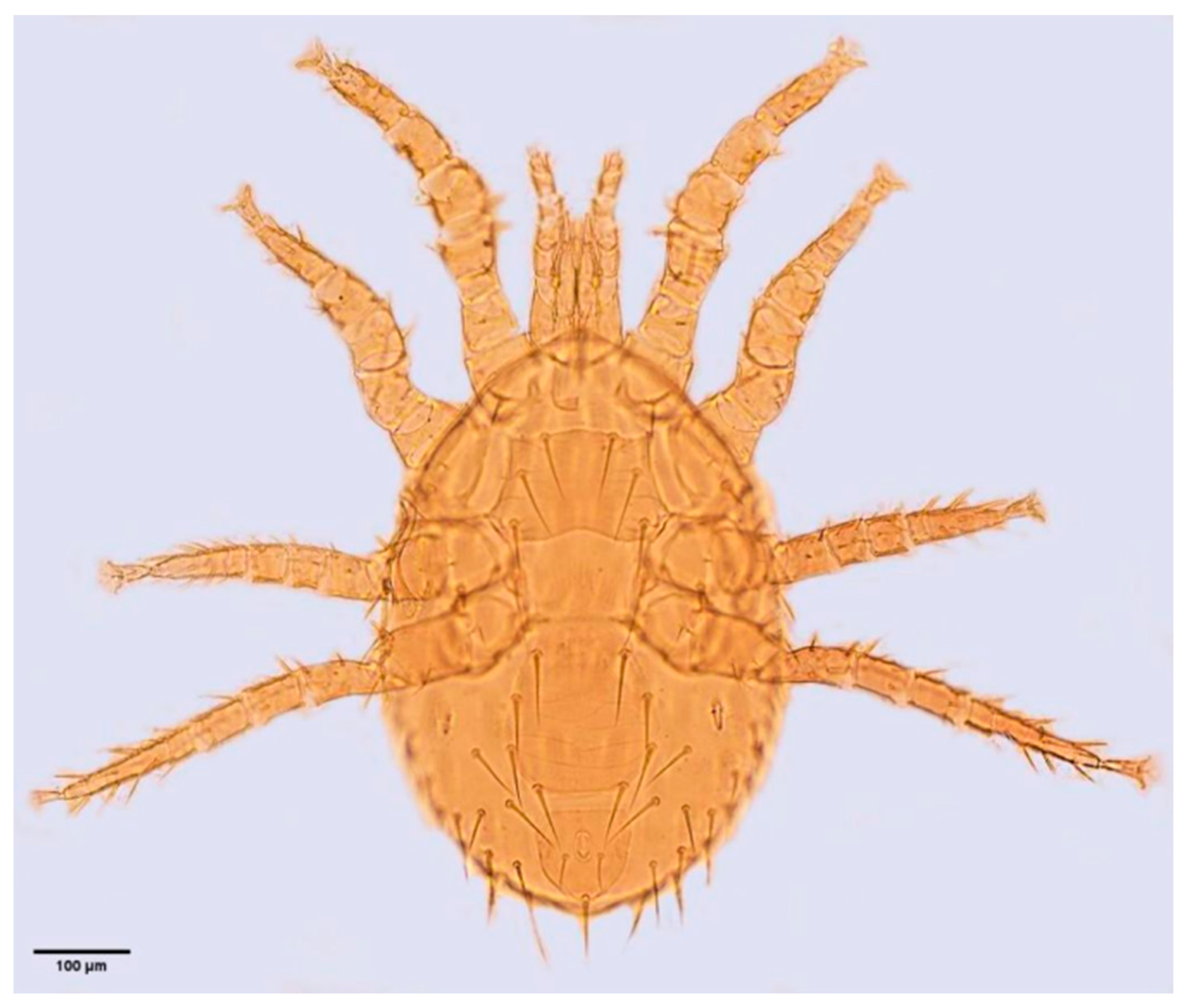 Insects 16 00305 g0a1