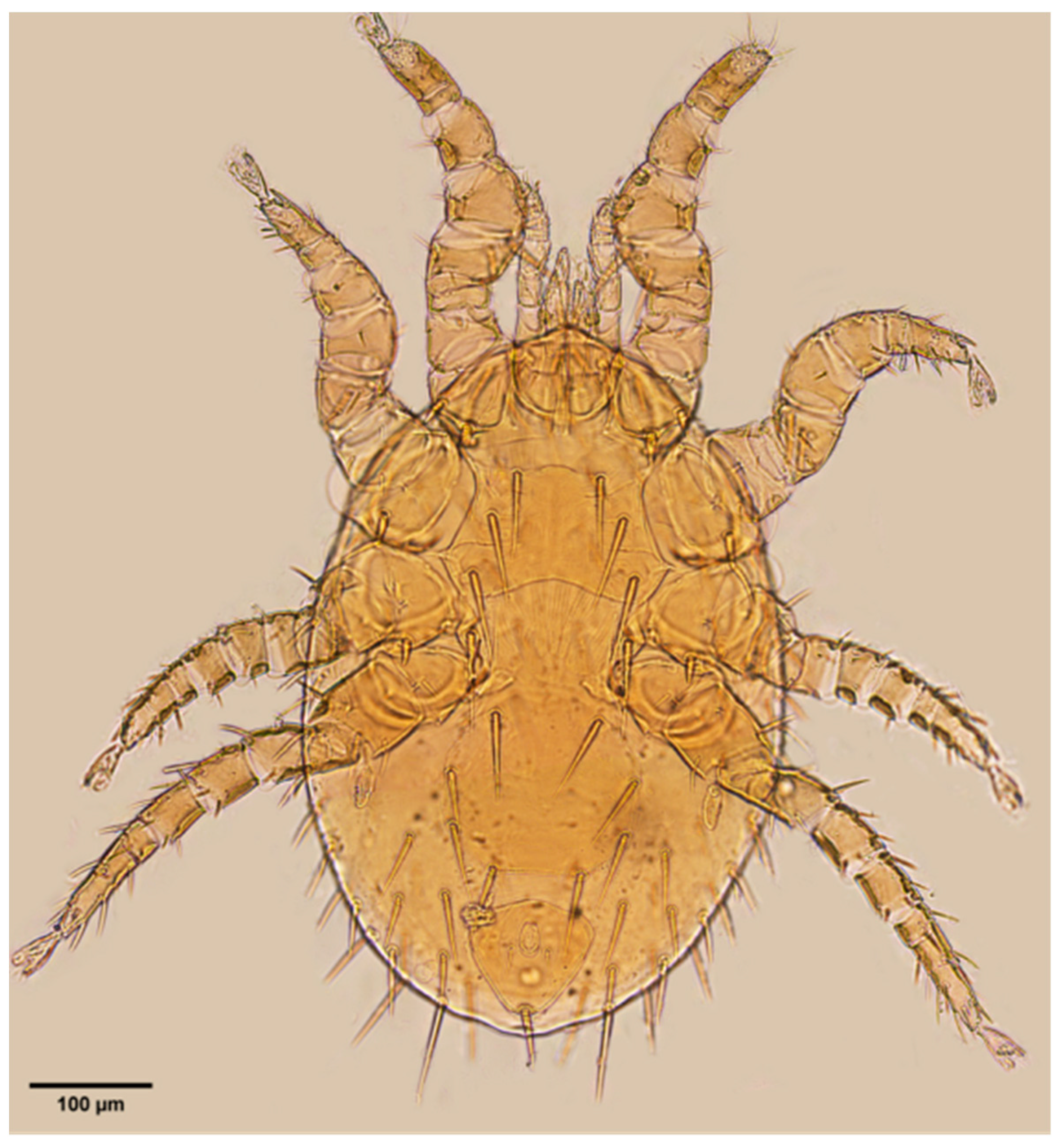 Insects 16 00305 g0a5